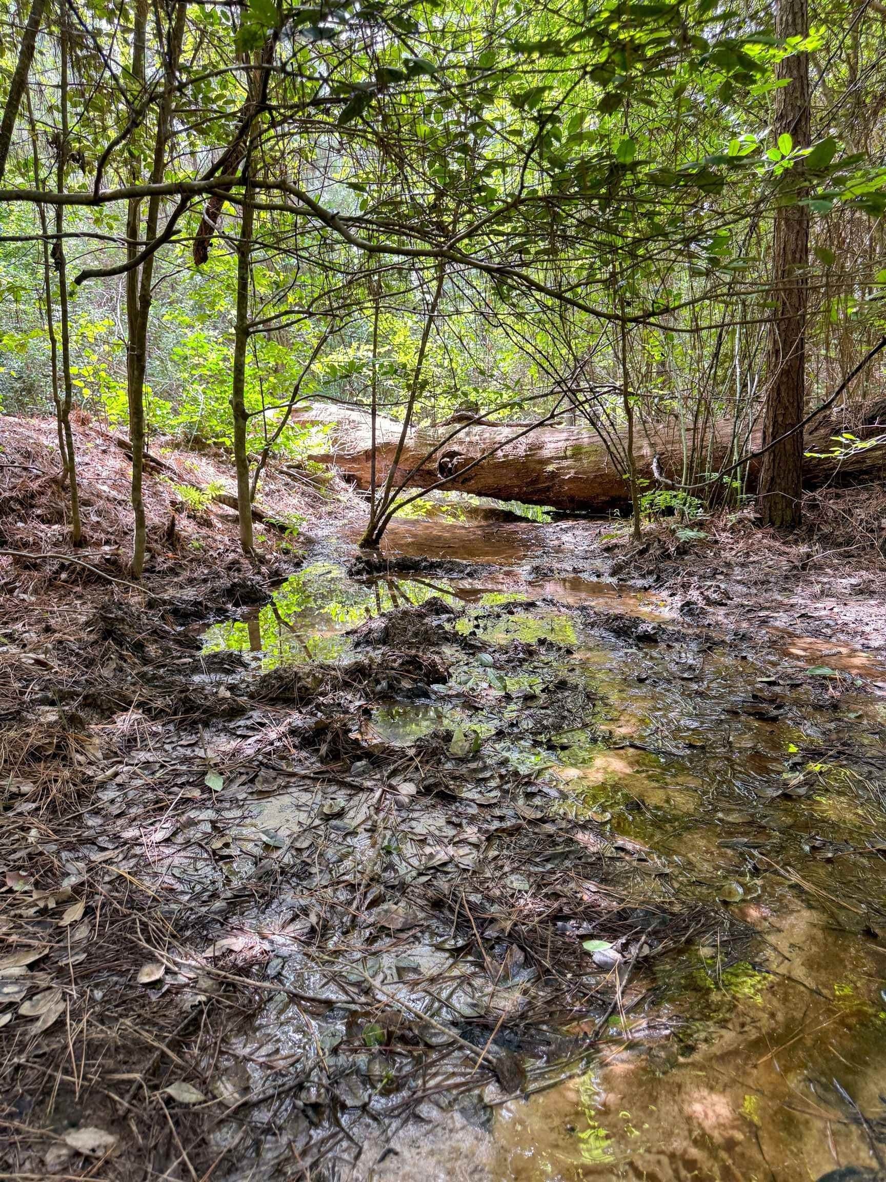 27.74 acres in Cass County - photo 49