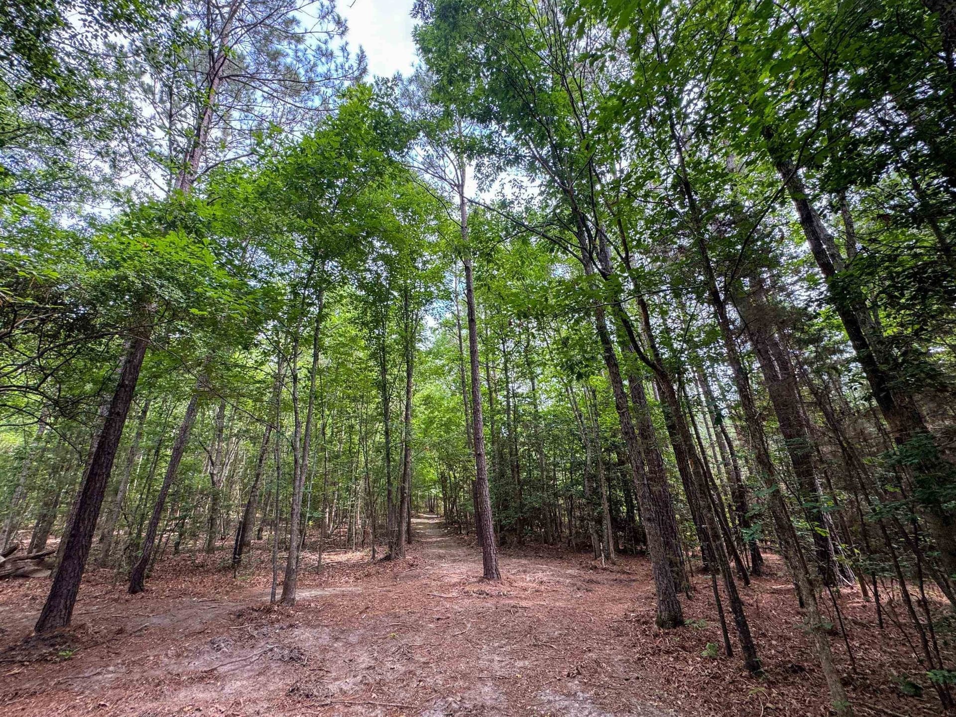 27.74 acres in Cass County - photo 48