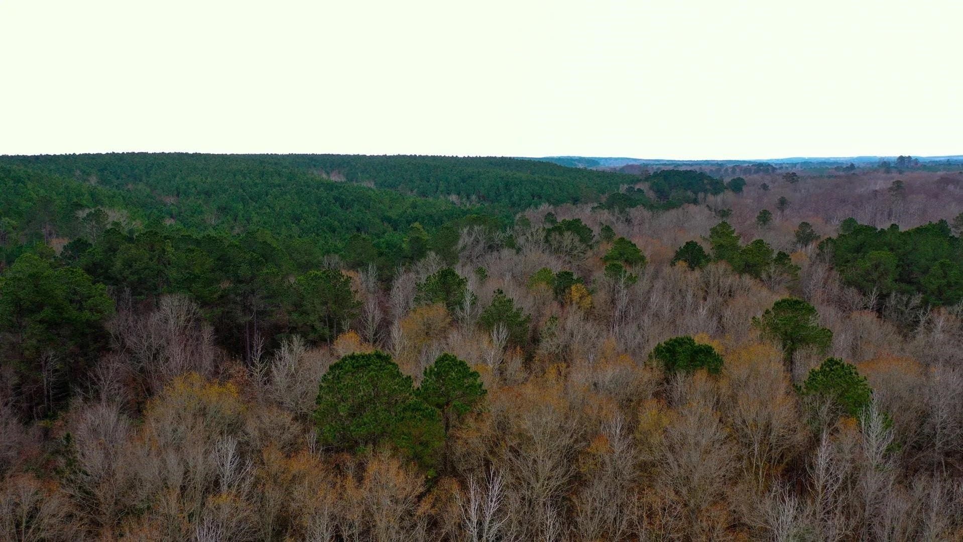 204.5 acres in Cass County - photo 12