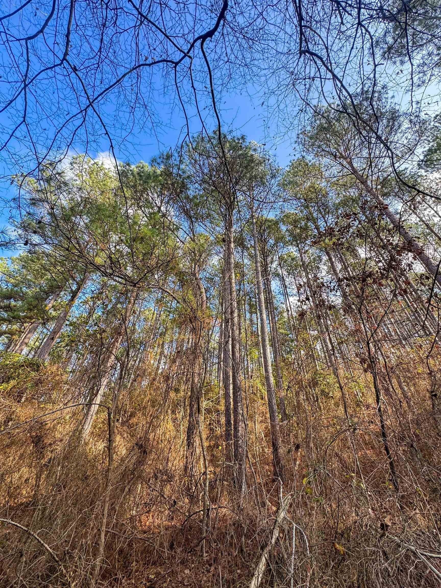 204.5 acres in Cass County - photo 47