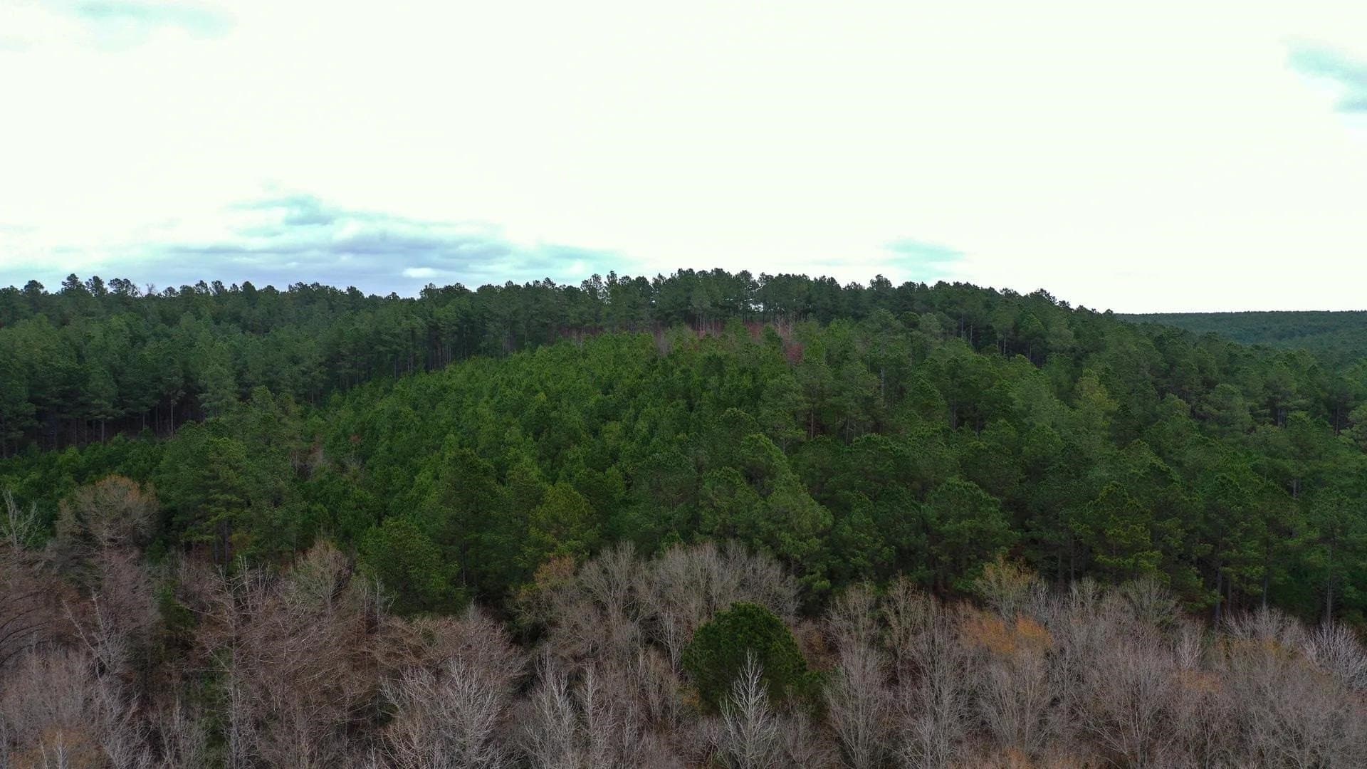 204.5 acres in Cass County - photo 11