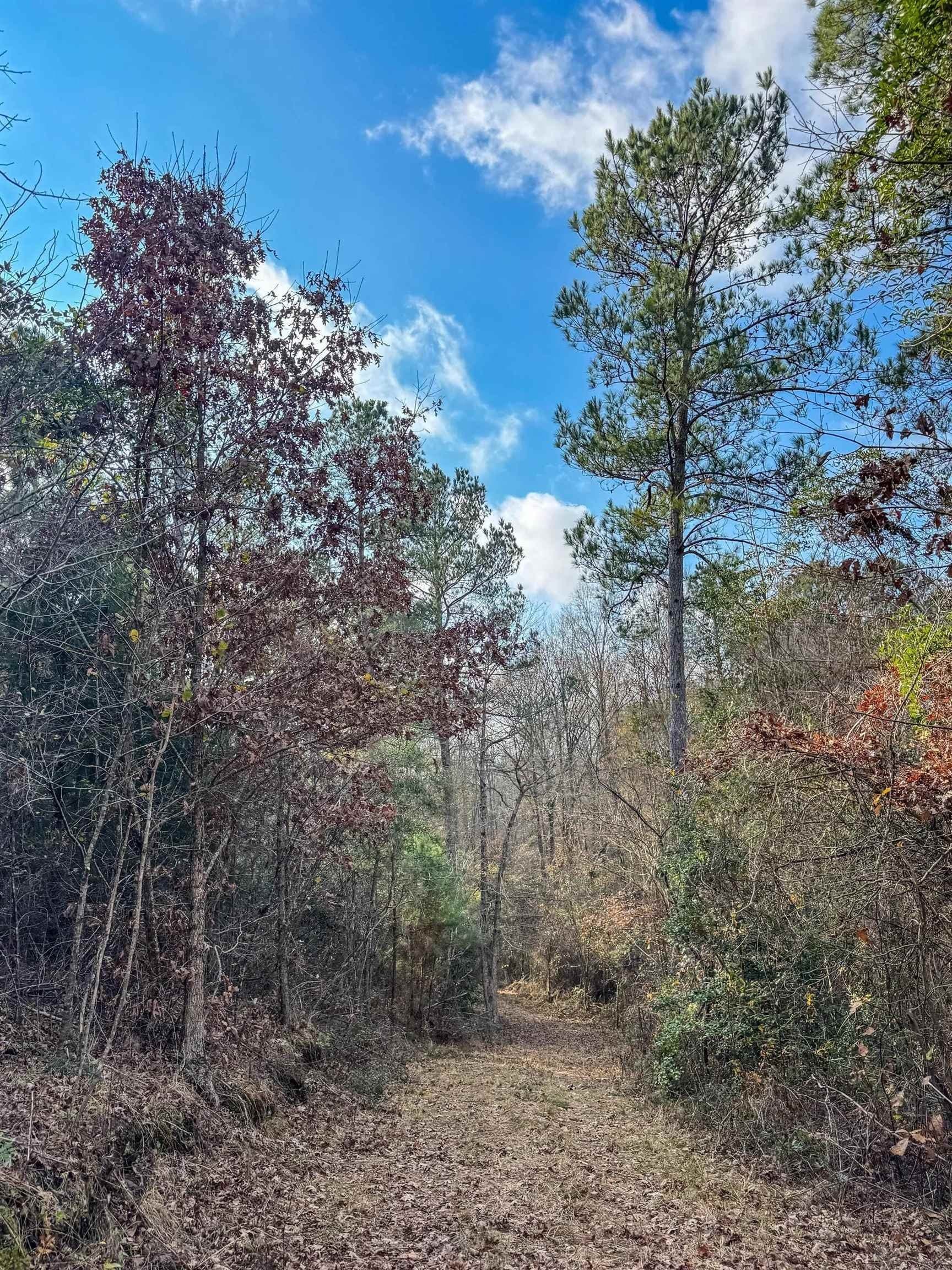 204.5 acres in Cass County - photo 35