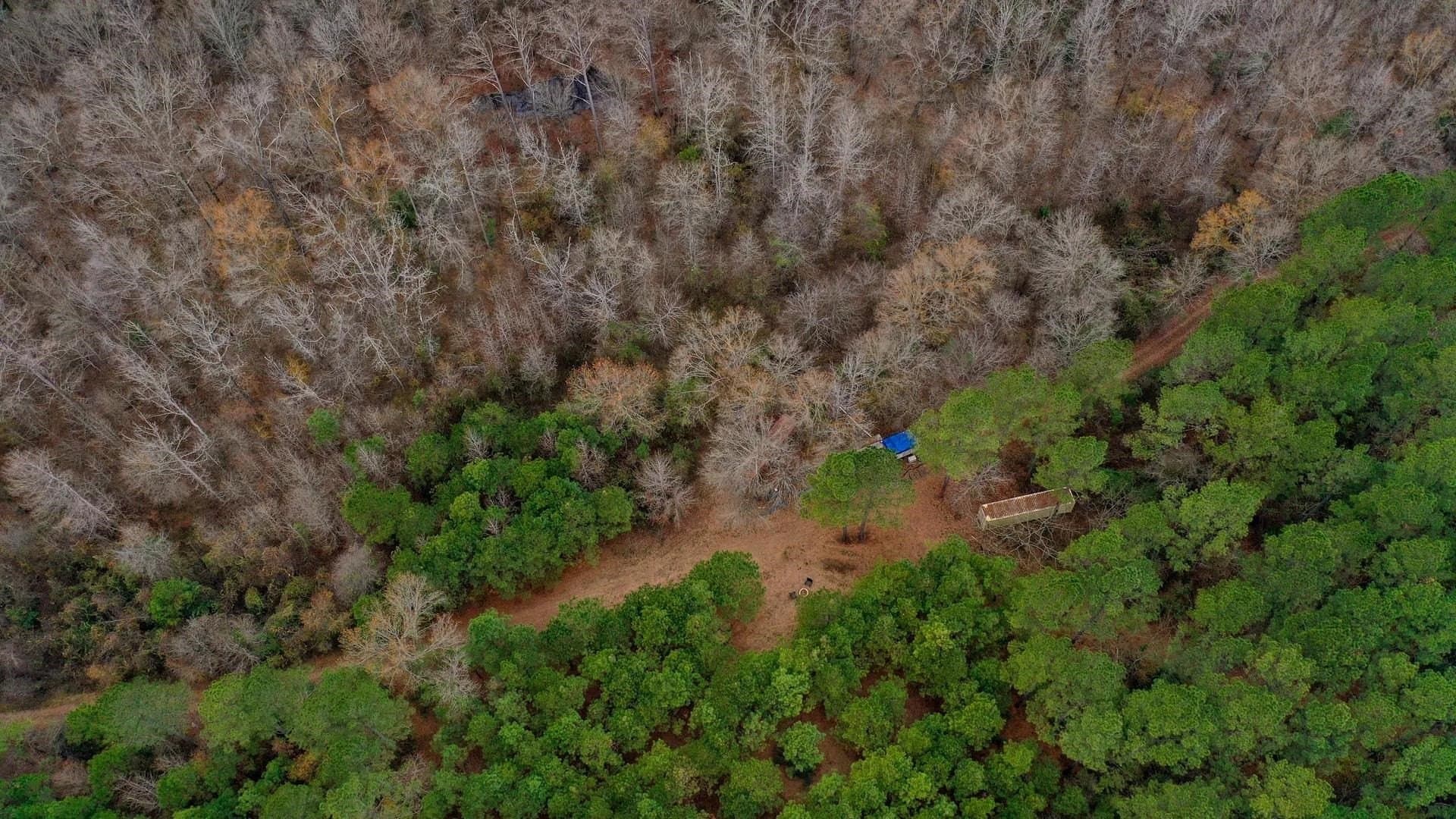 204.5 acres in Cass County - photo 8