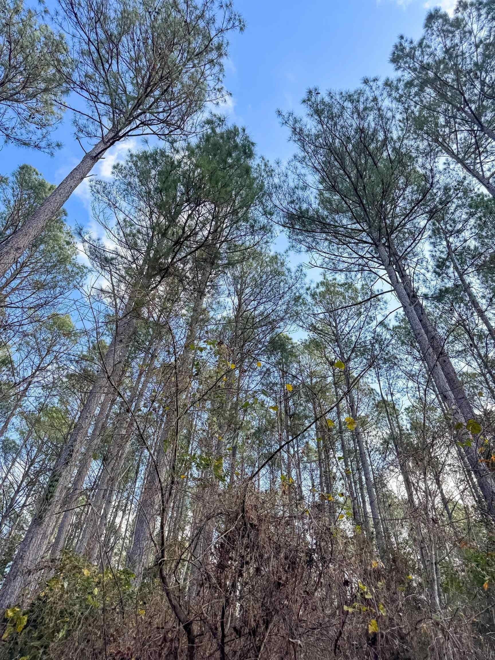 204.5 acres in Cass County - photo 46