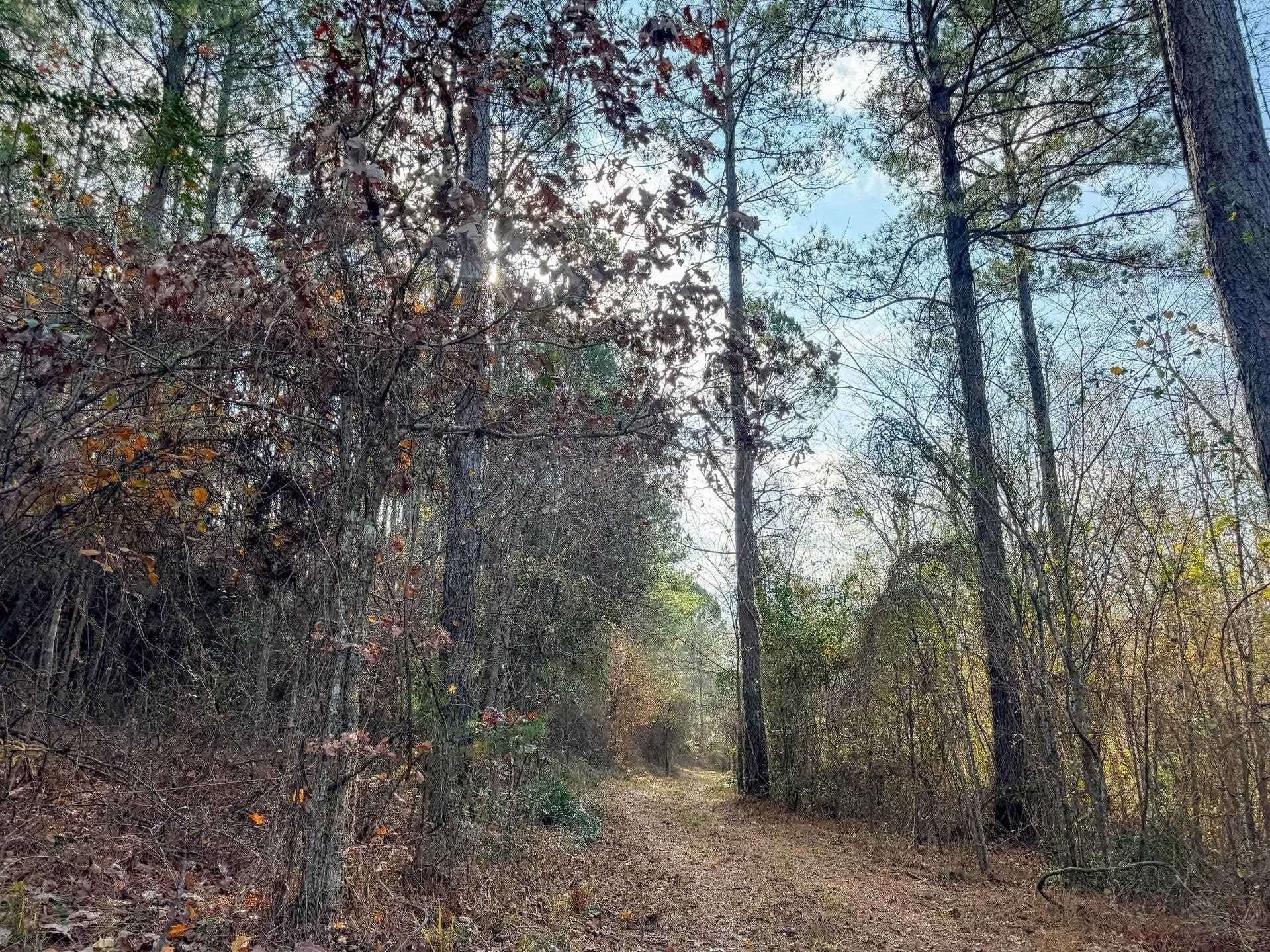 204.5 acres in Cass County - photo 36