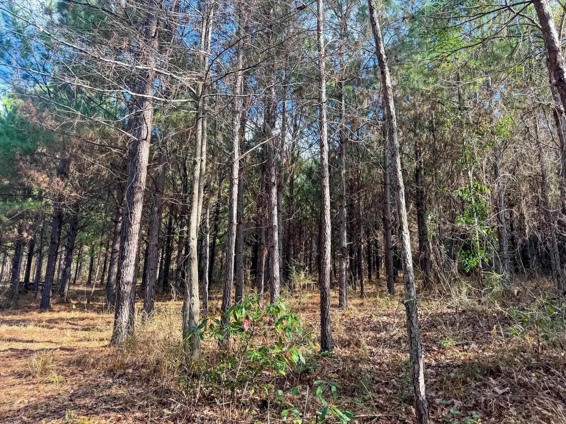 204.5 acres in Cass County - photo 40