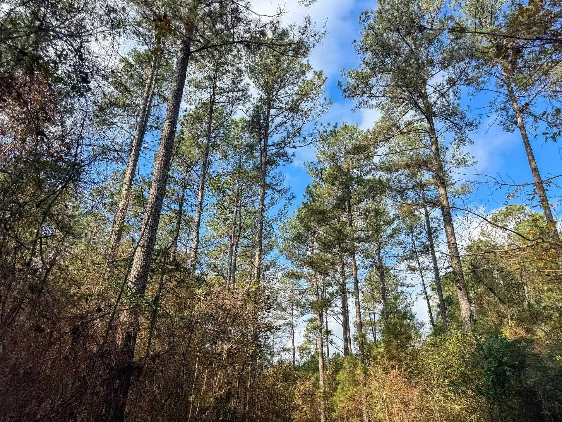 204.5 acres in Cass County - photo 43