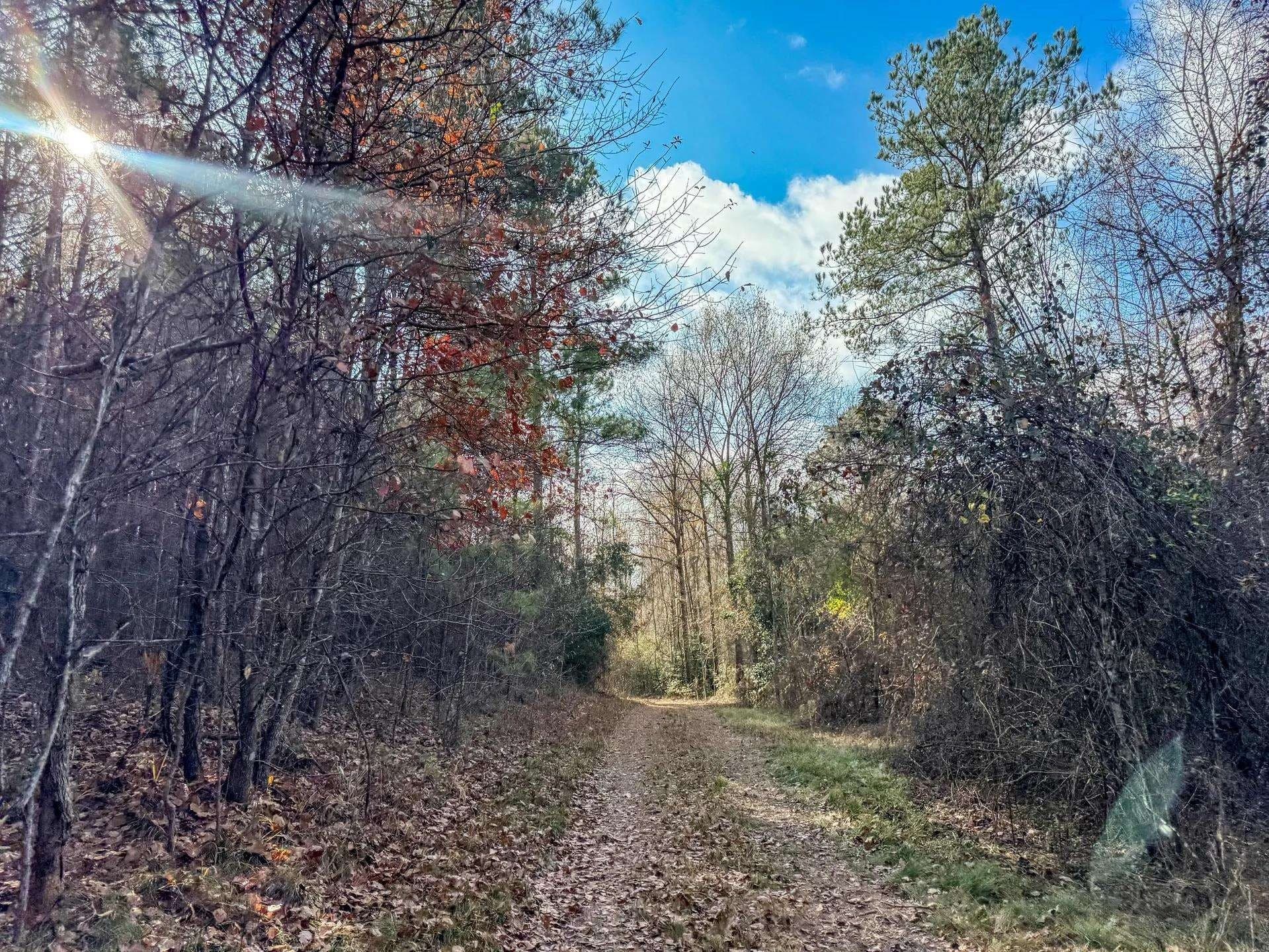 204.5 acres in Cass County - photo 42