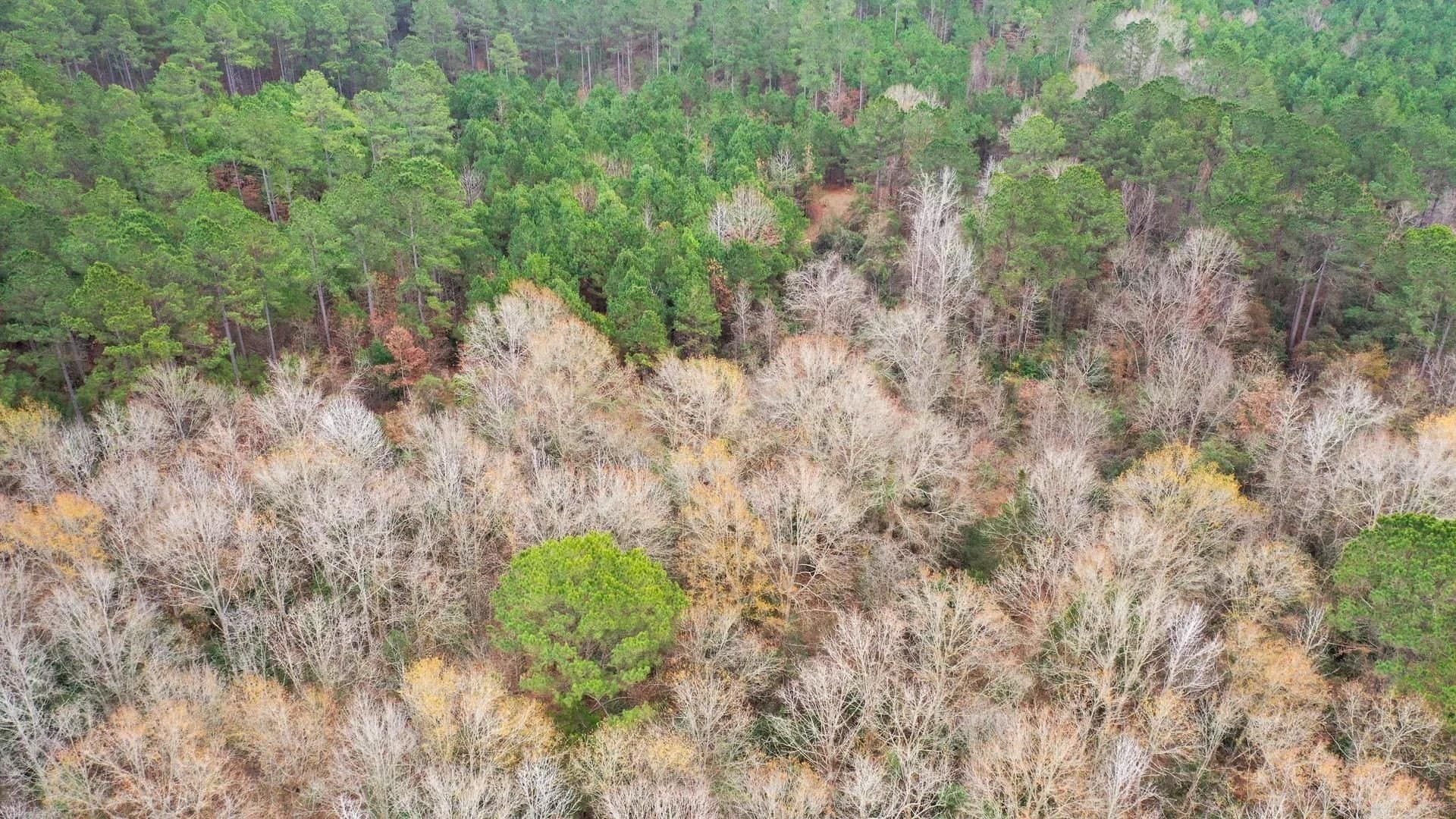 204.5 acres in Cass County - photo 10