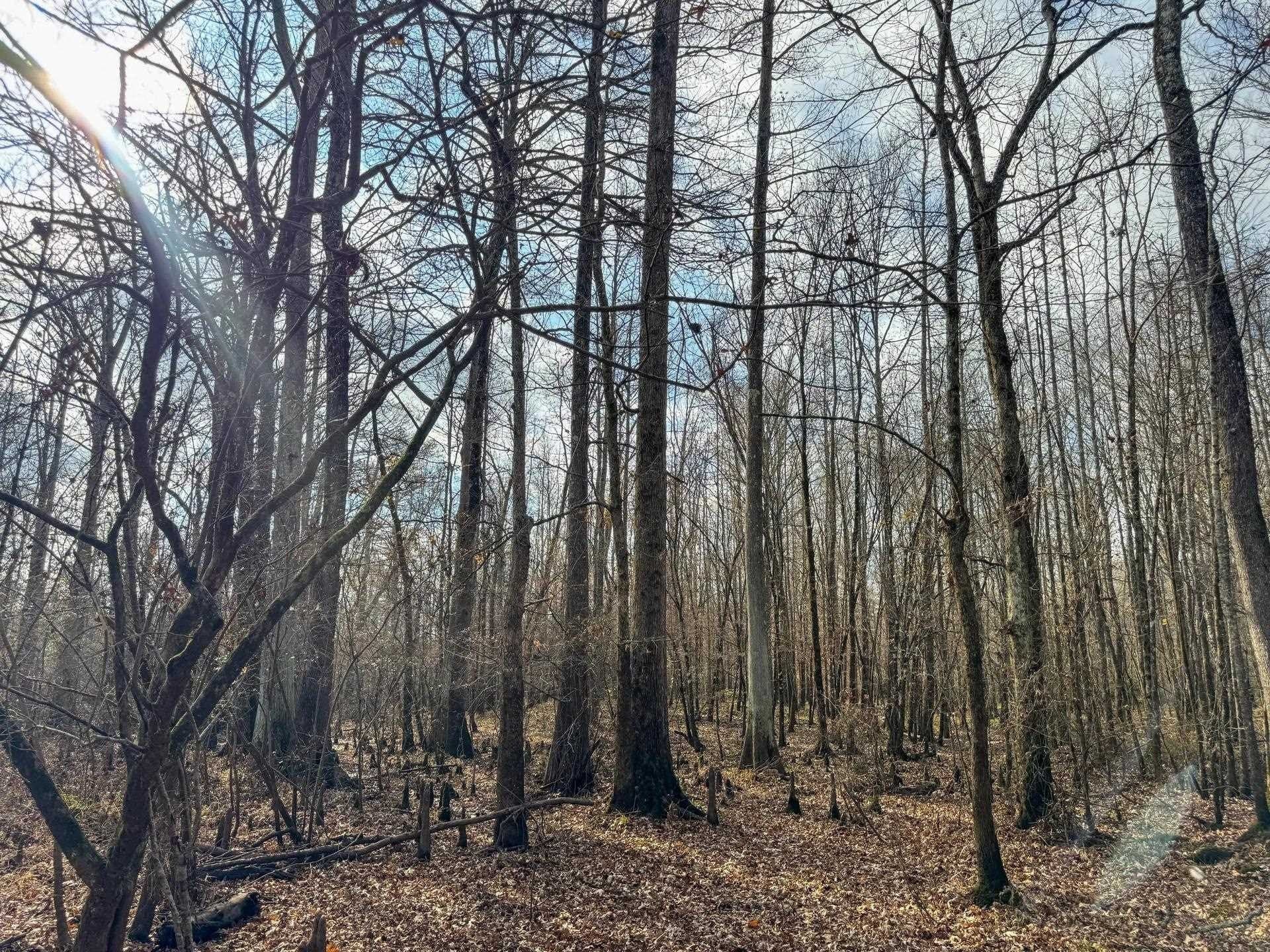 204.5 acres in Cass County - photo 44