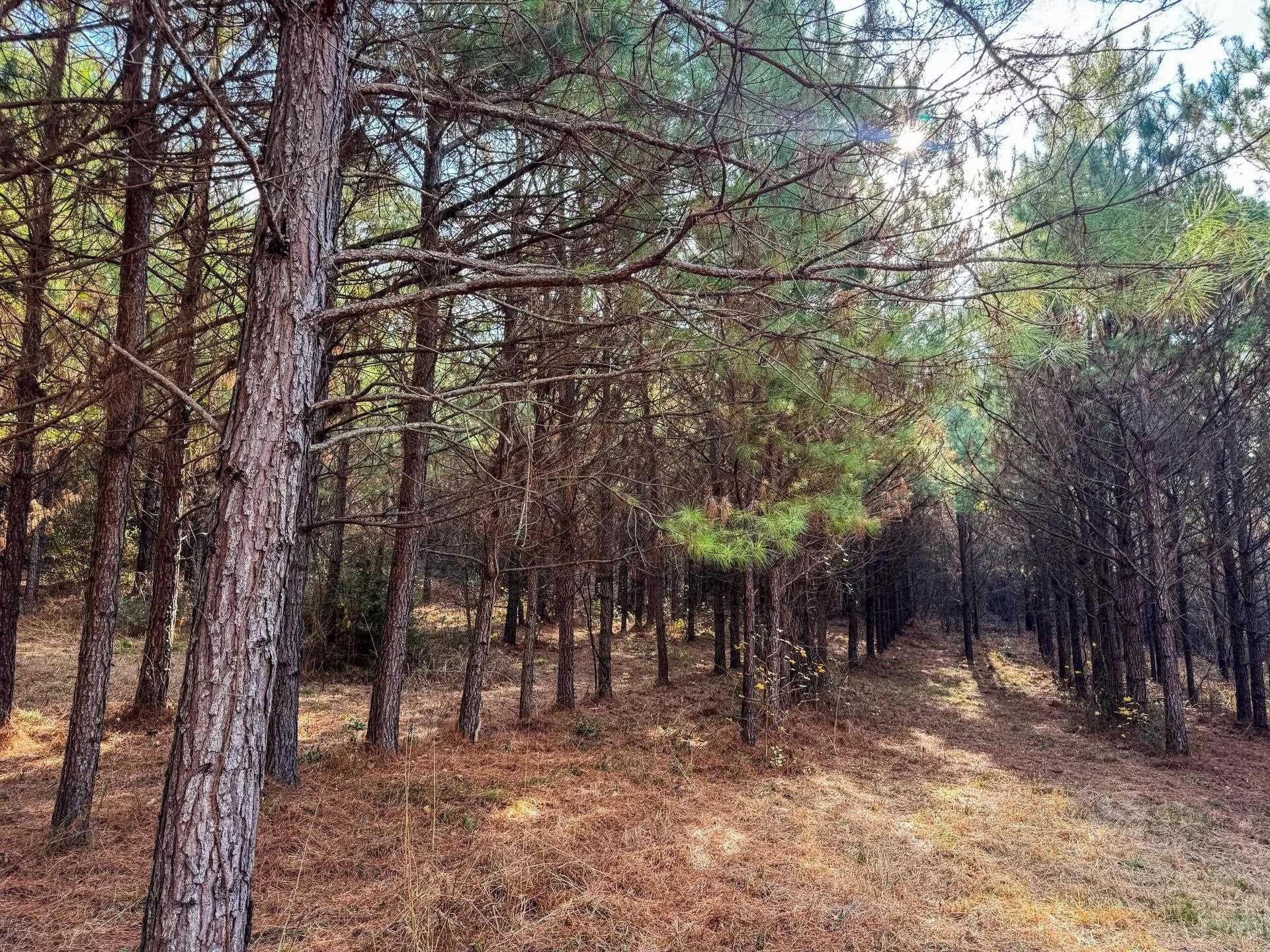 204.5 acres in Cass County - photo 39