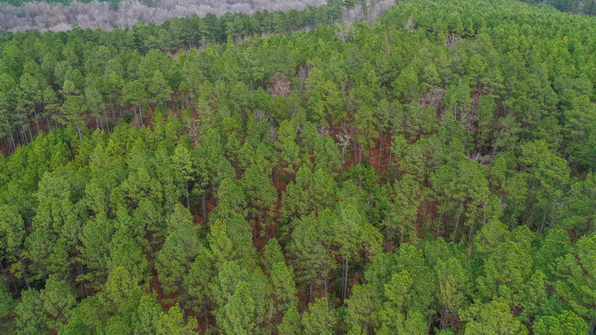 204.5 acres in Cass County gallery image 3
