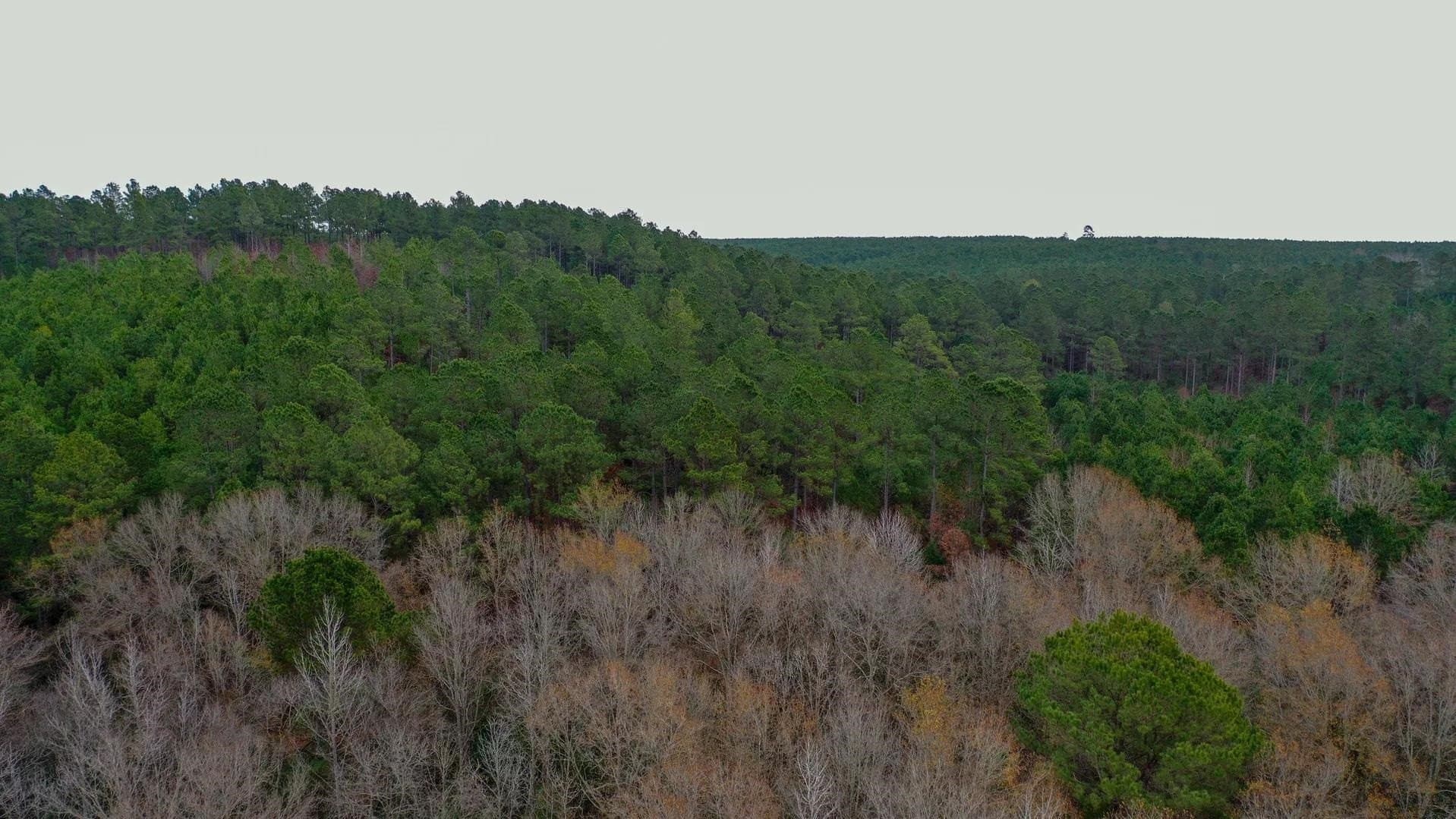 204.5 acres in Cass County - photo 13