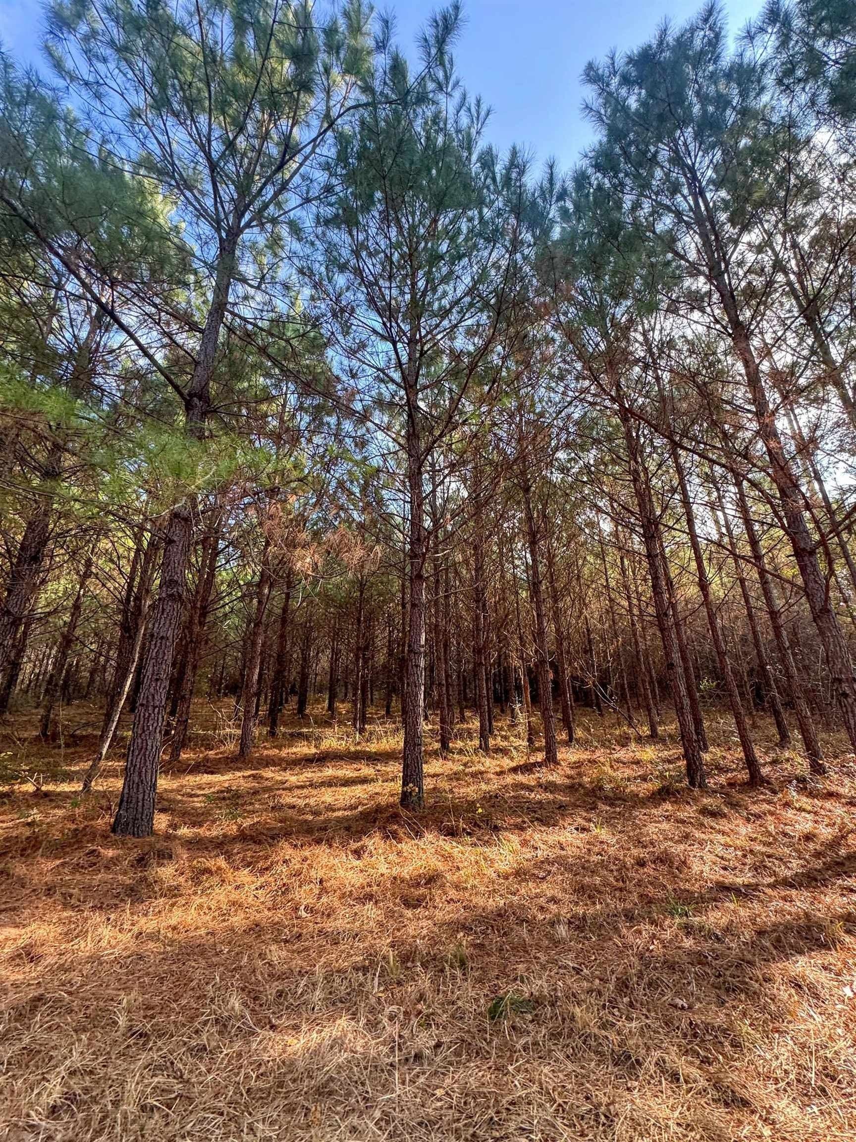 204.5 acres in Cass County - photo 37