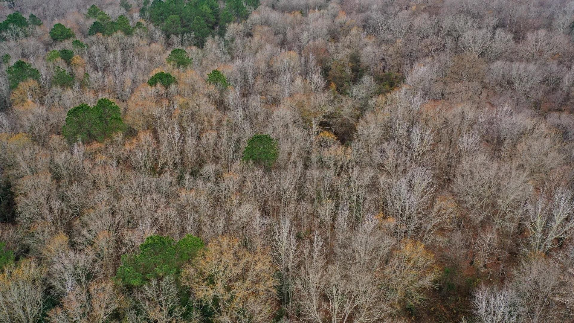 204.5 acres in Cass County - photo 9
