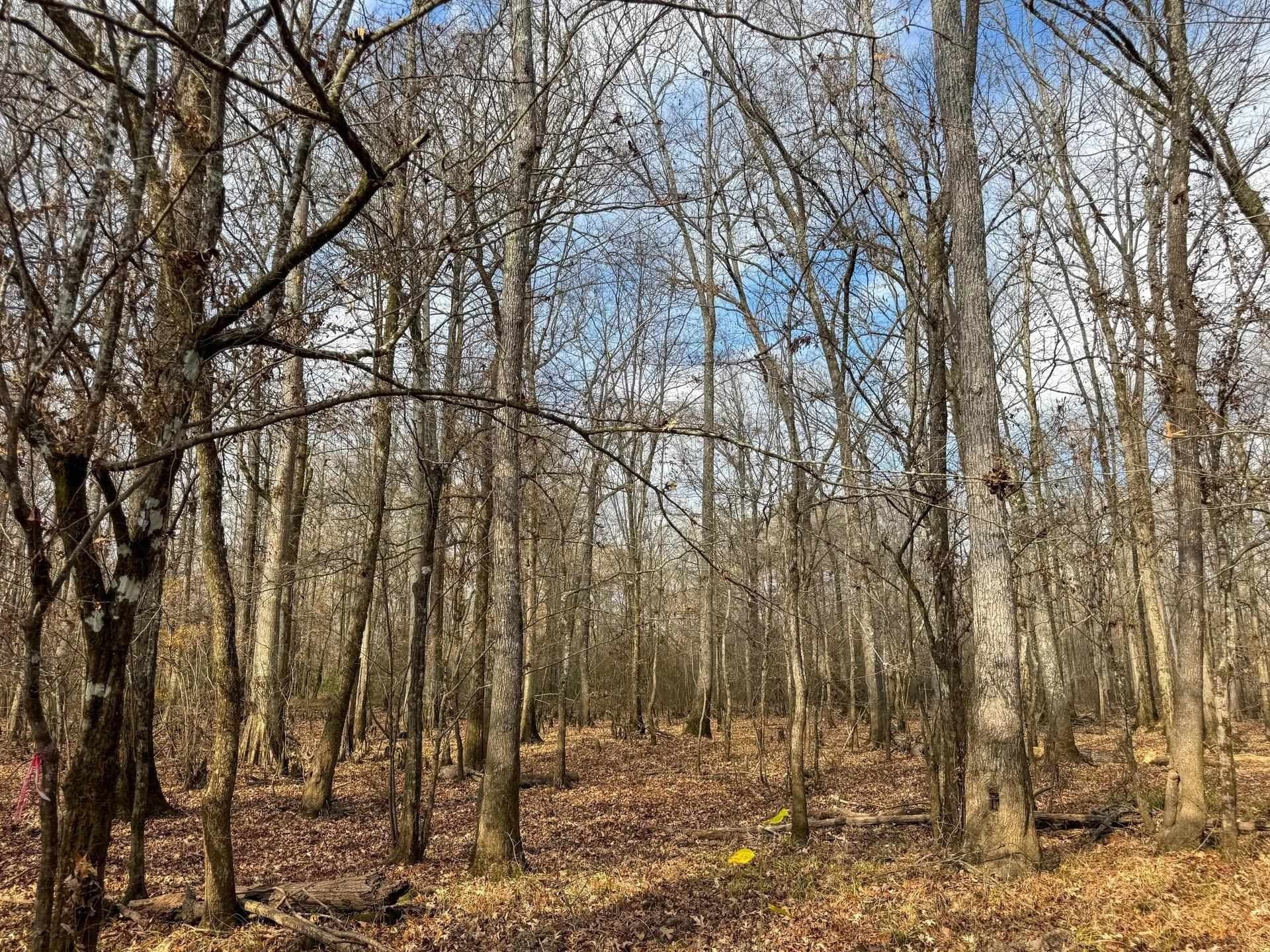 204.5 acres in Cass County - photo 38