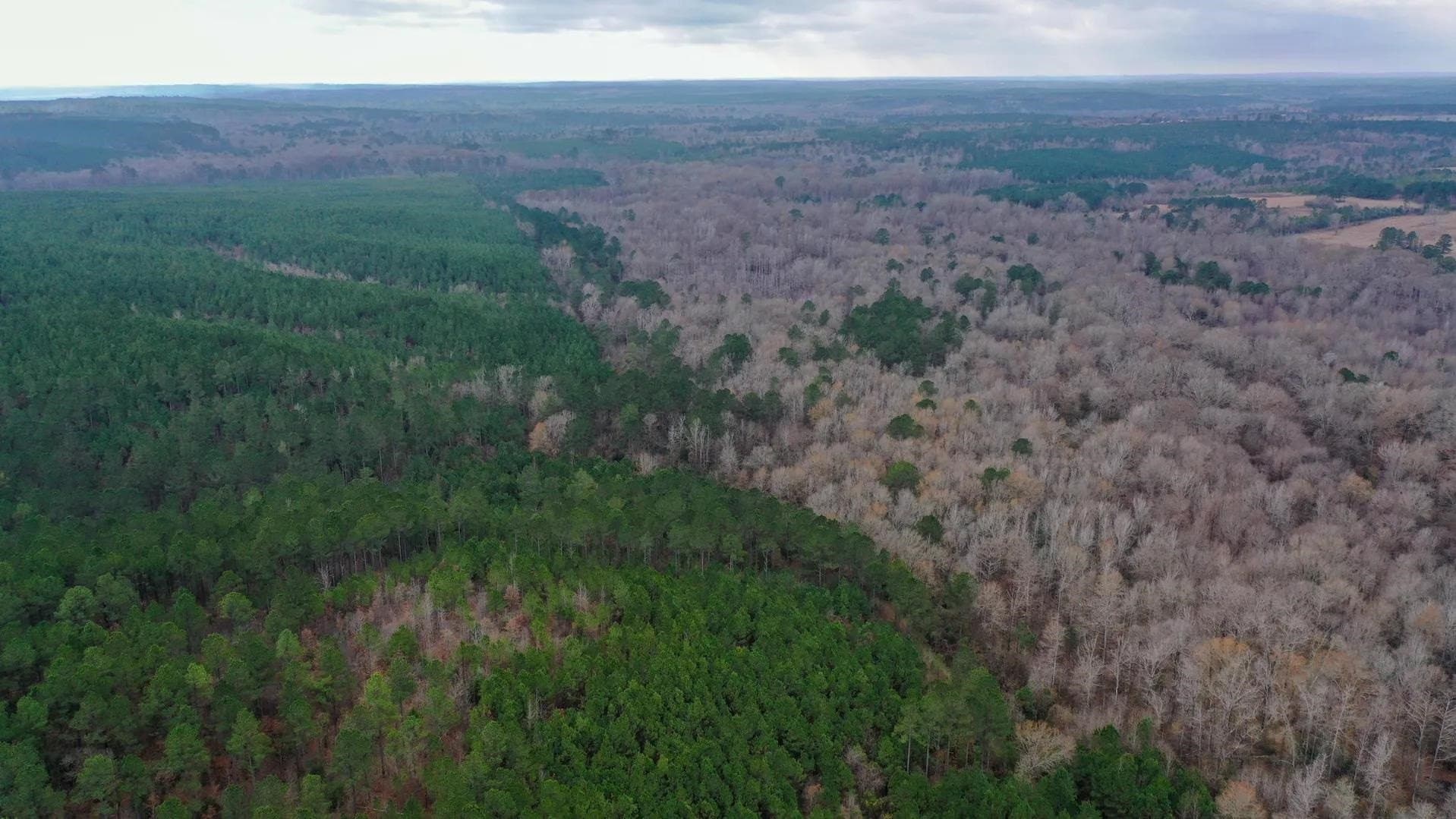 204.5 acres in Cass County - photo 6