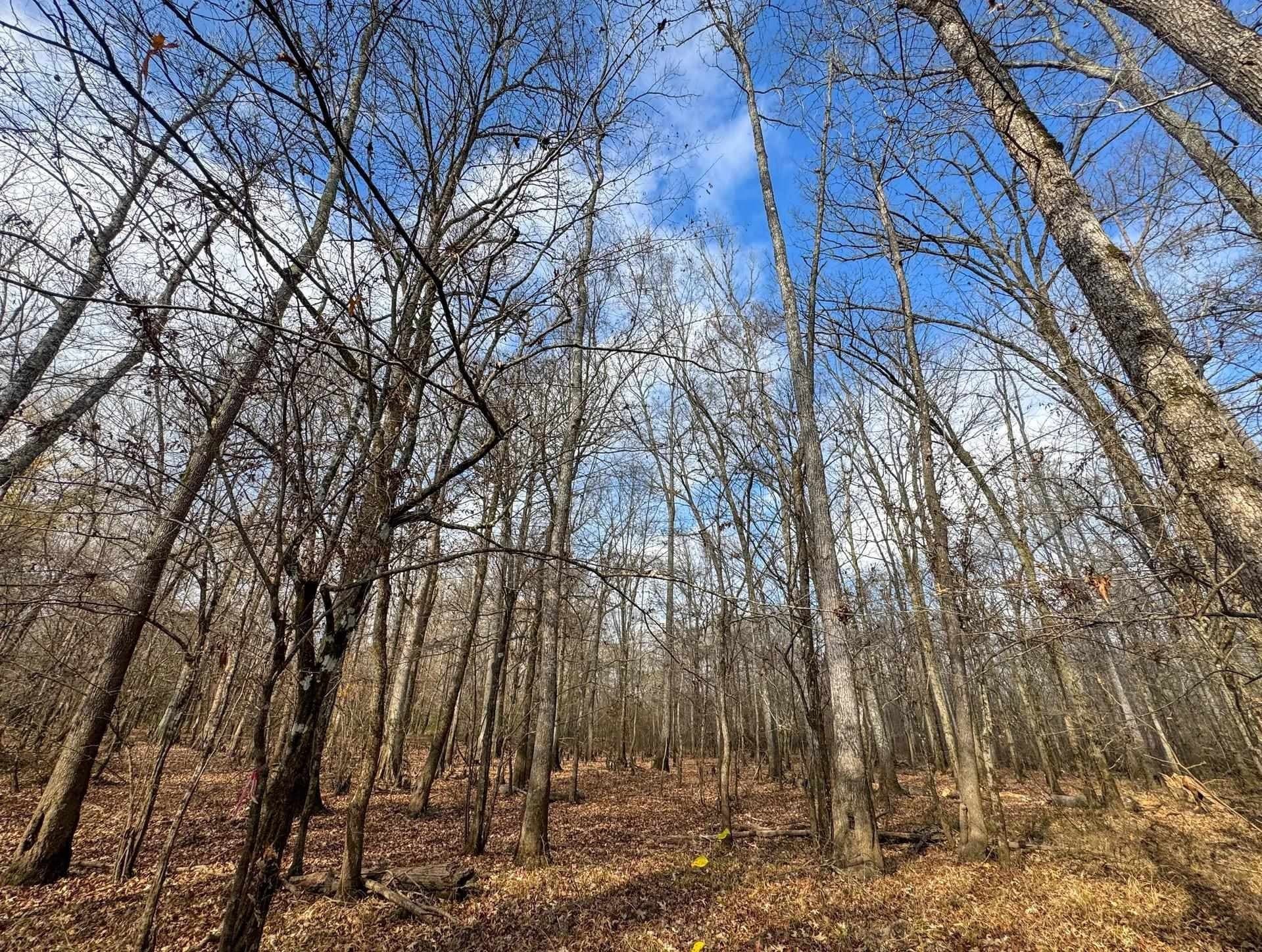204.5 acres in Cass County - photo 50