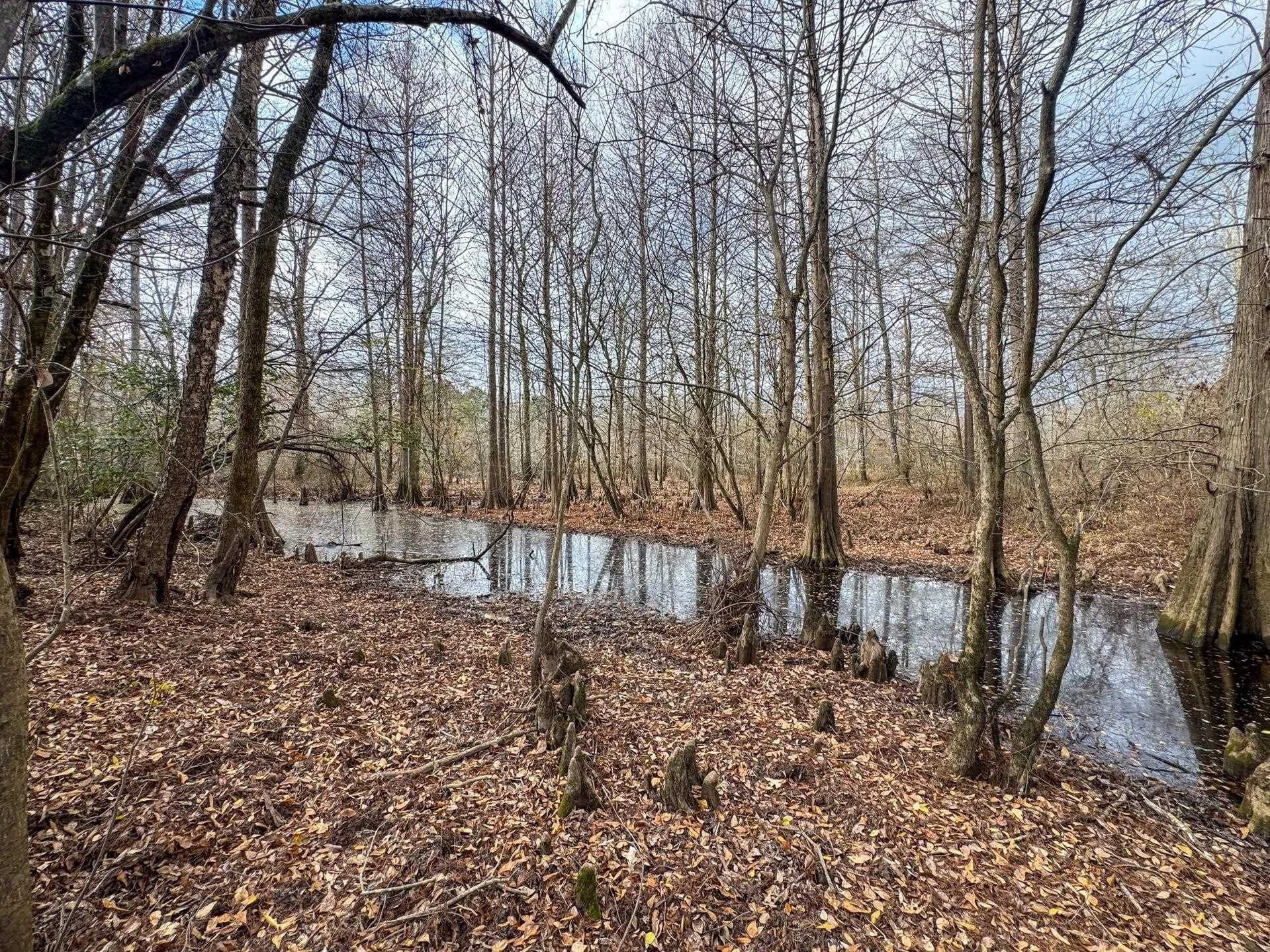 204.5 acres in Cass County - photo 27