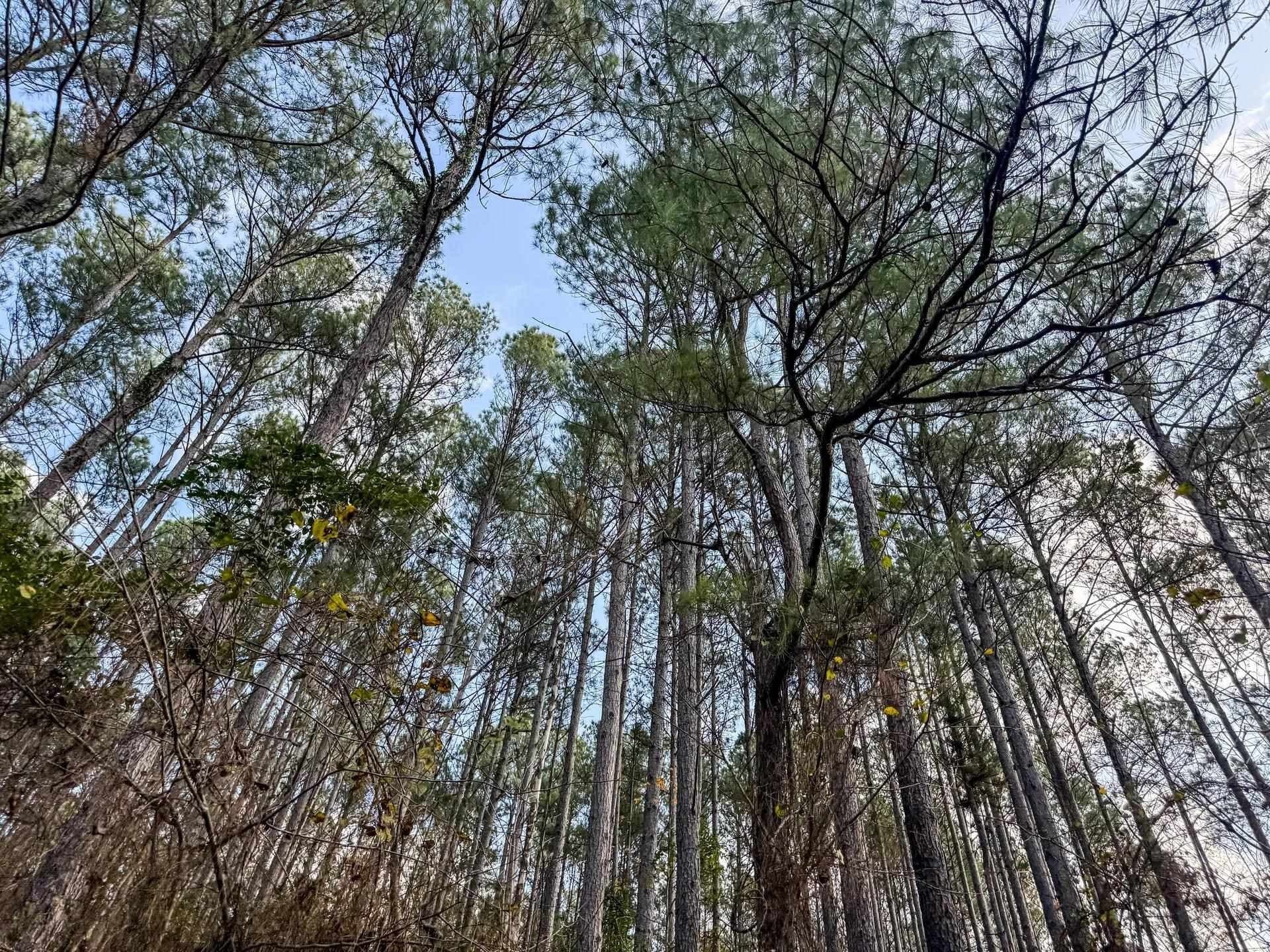 204.5 acres in Cass County - photo 48