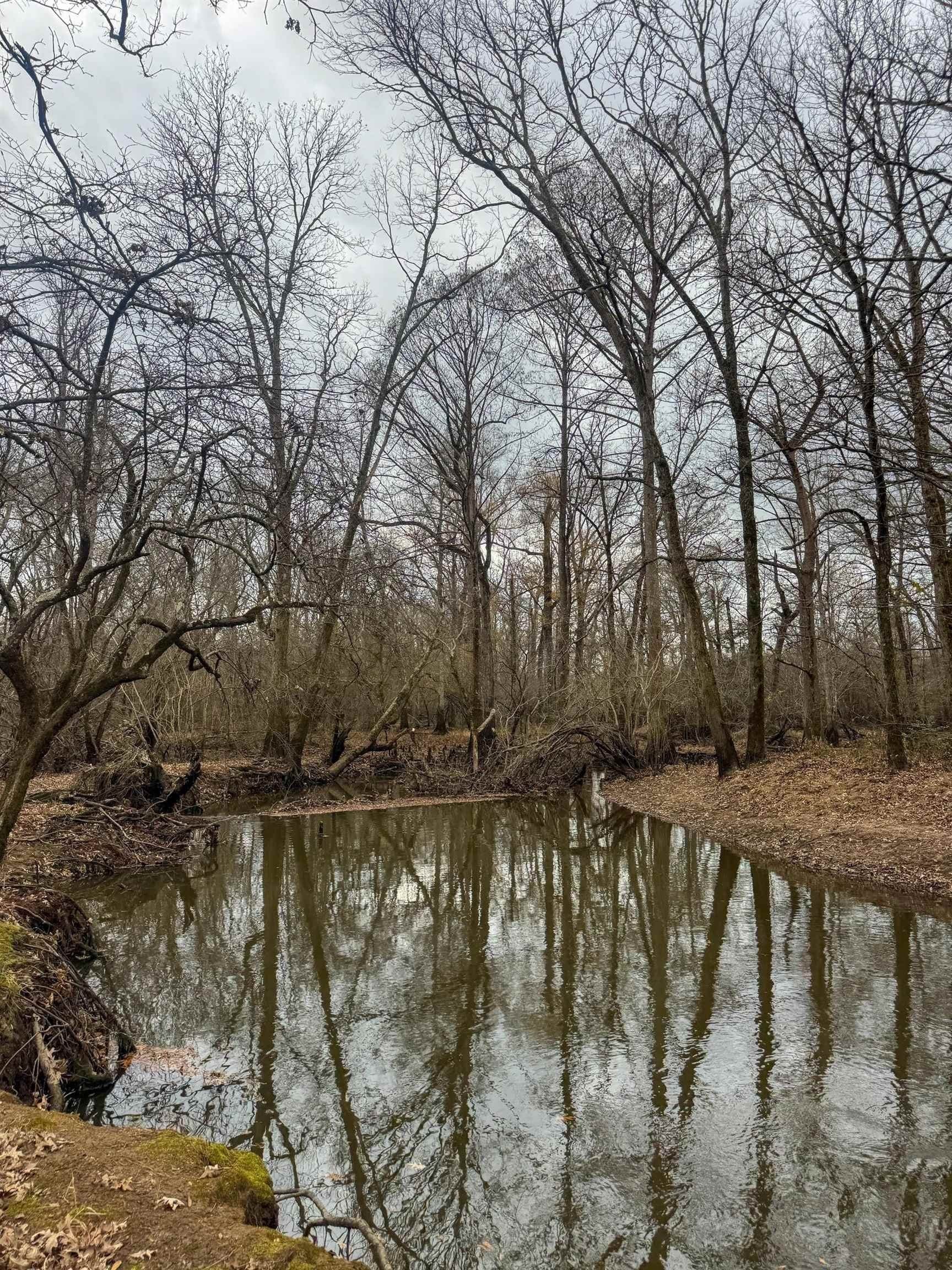204.5 acres in Cass County - photo 32