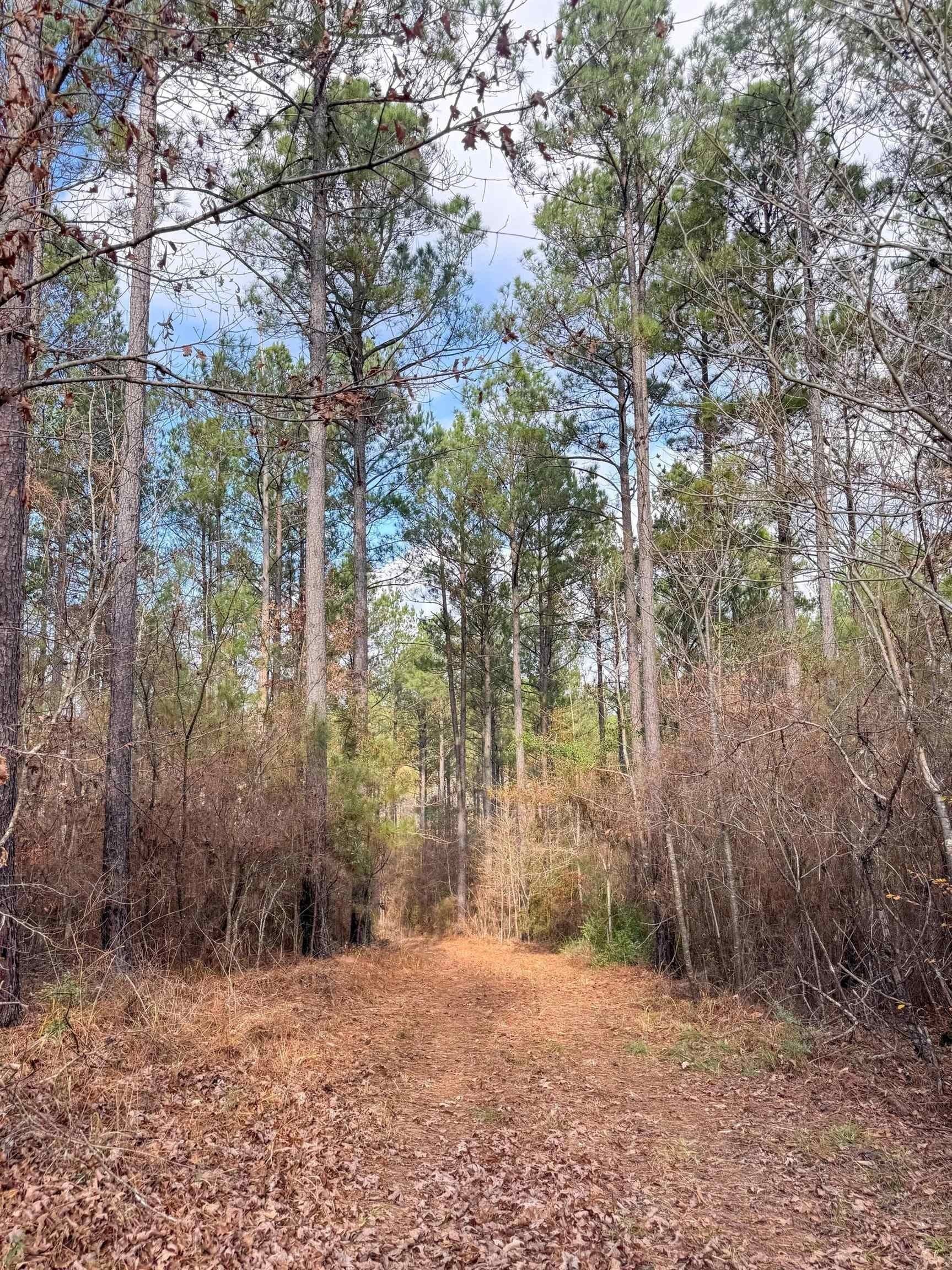 204.5 acres in Cass County - photo 34