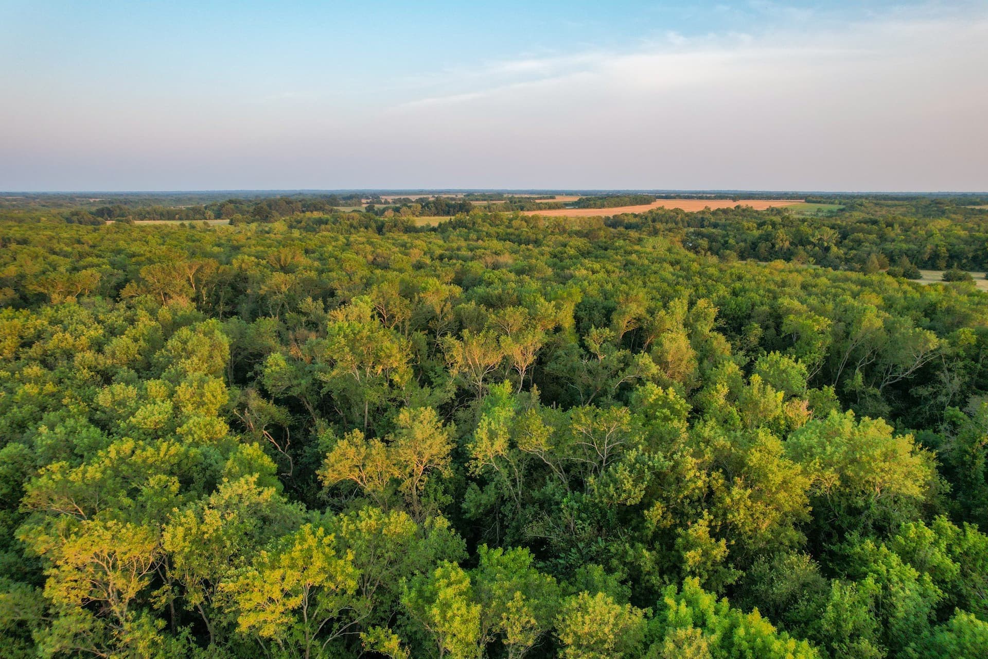 40.43 acres in Fannin County - photo 11