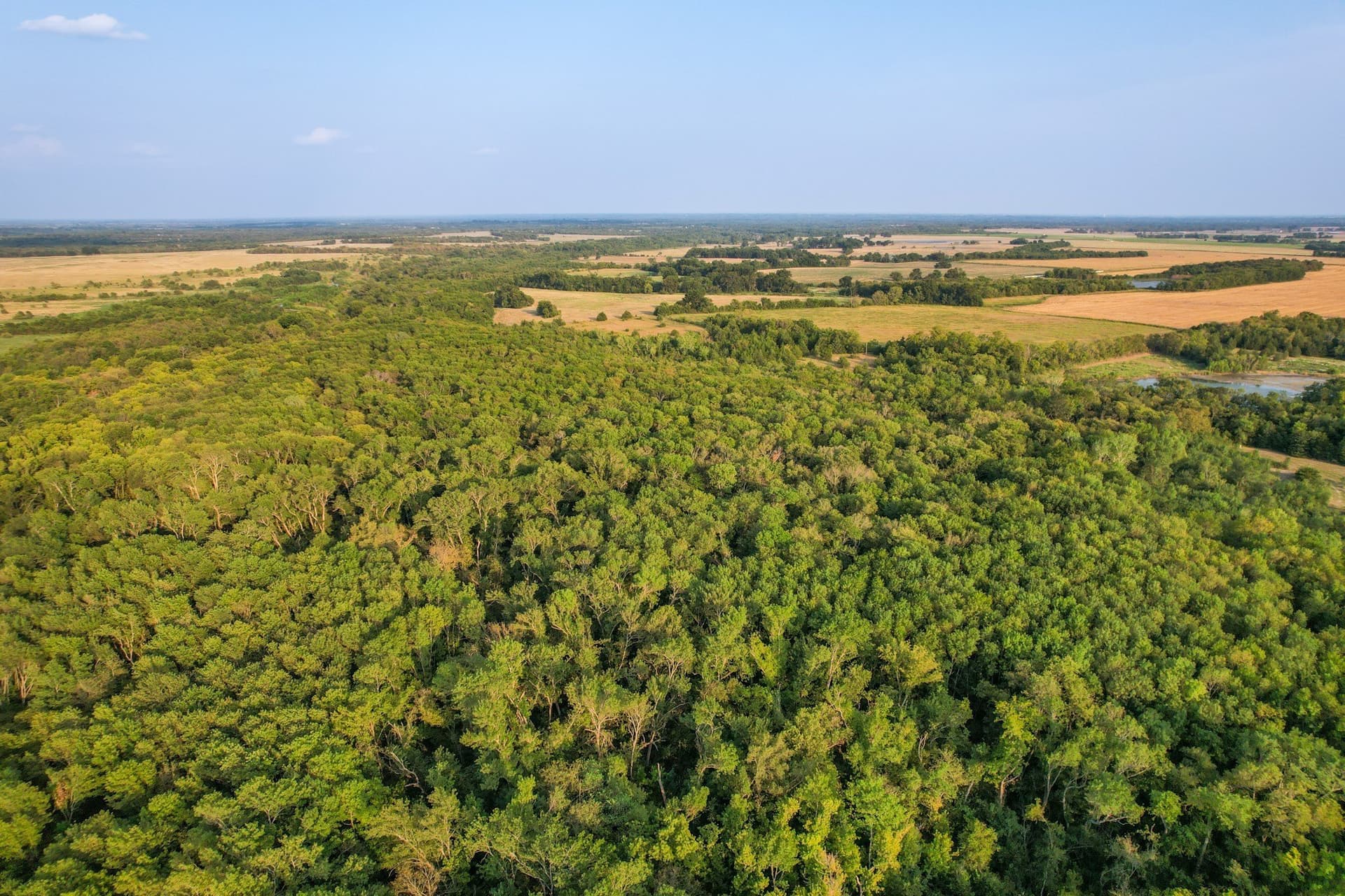 40.43 acres in Fannin County gallery image 3