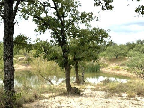 59.45 acres in Callahan County - photo 10