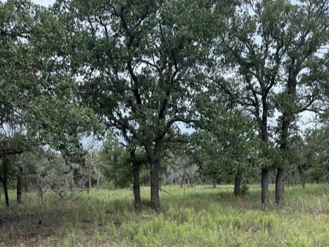 59.45 acres in Callahan County - photo 17