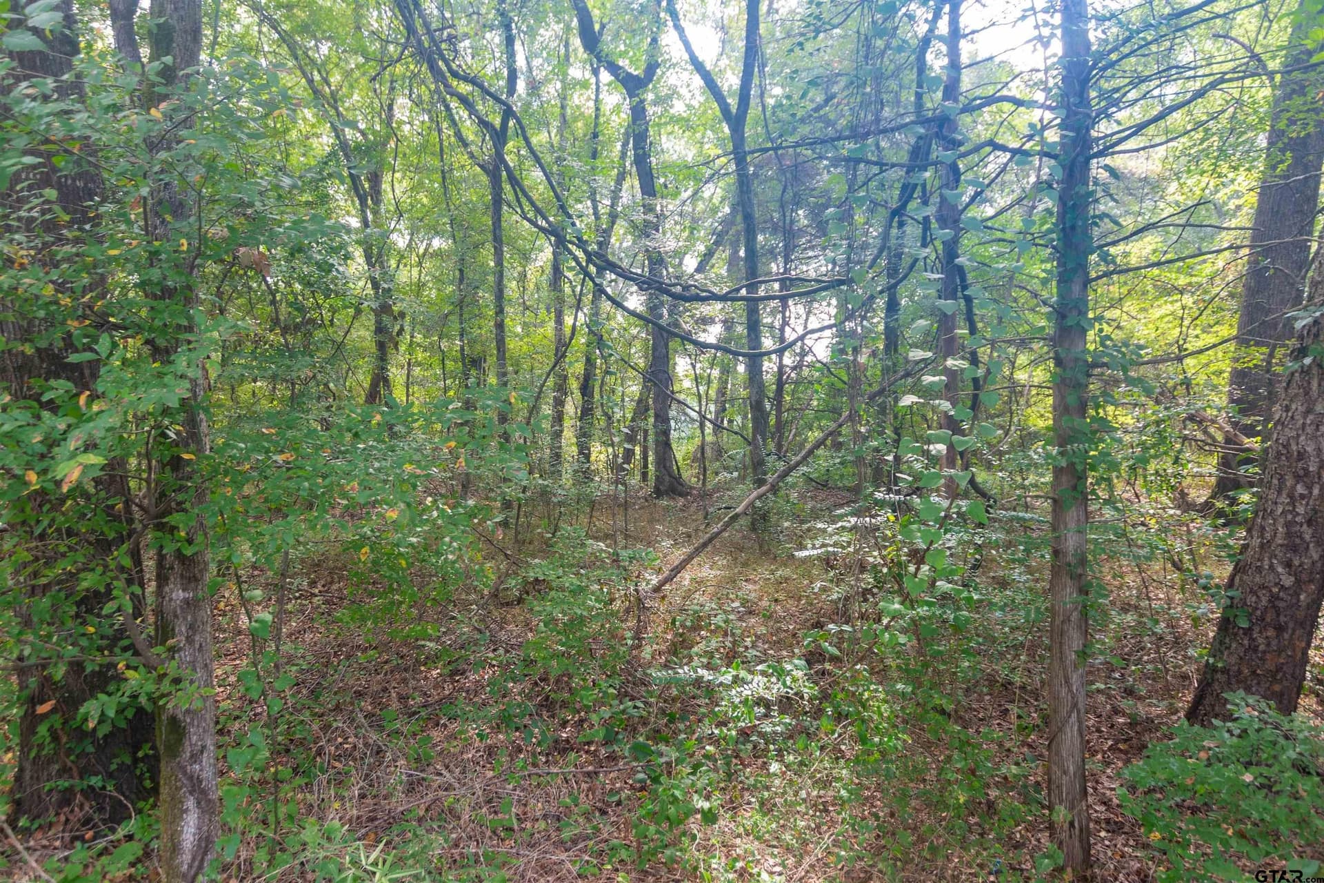 15.79 acres in Smith County gallery image 3