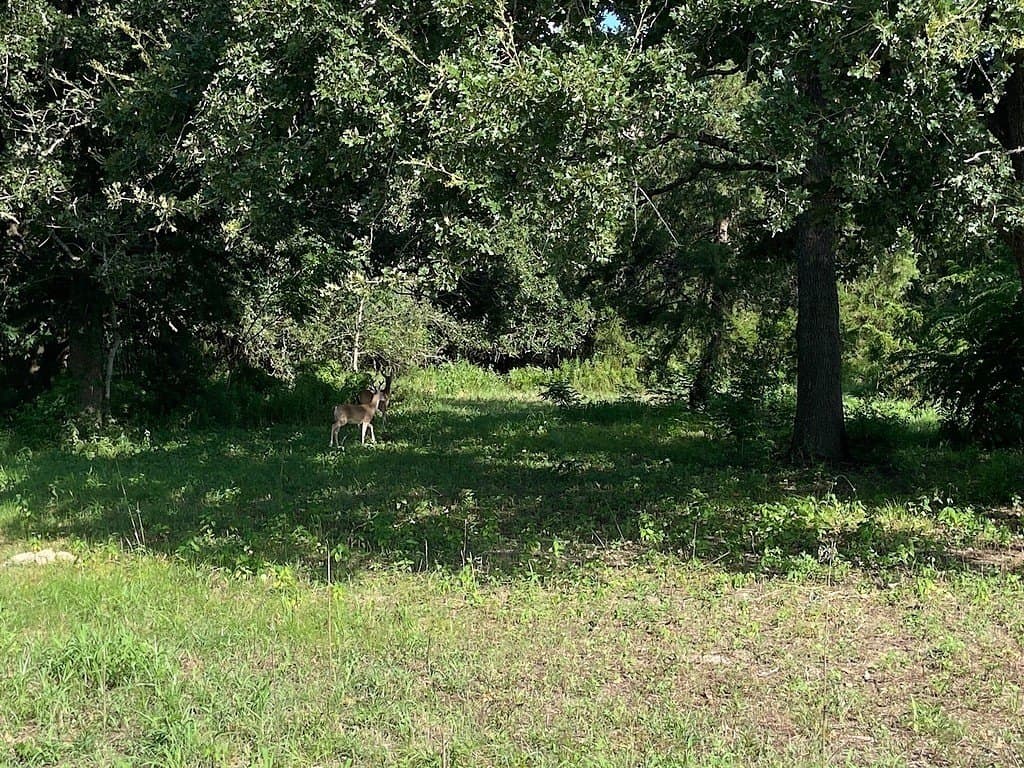 1.69 acres in Burleson County gallery image 2