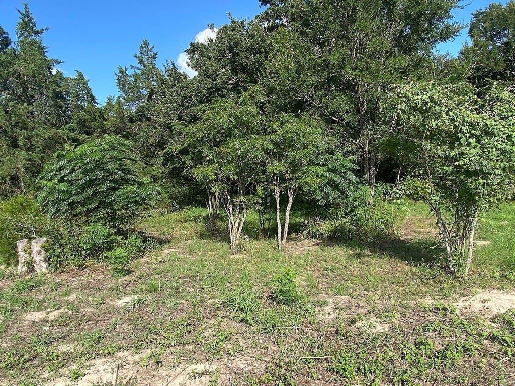 1.69 acres in Burleson County gallery image 3