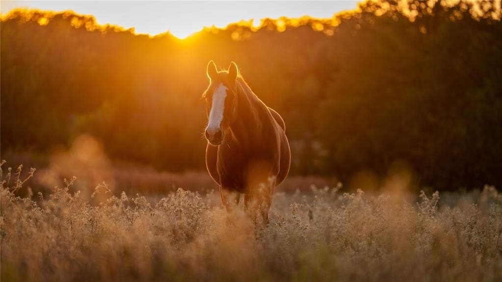 232 acres in Cooke County featured view