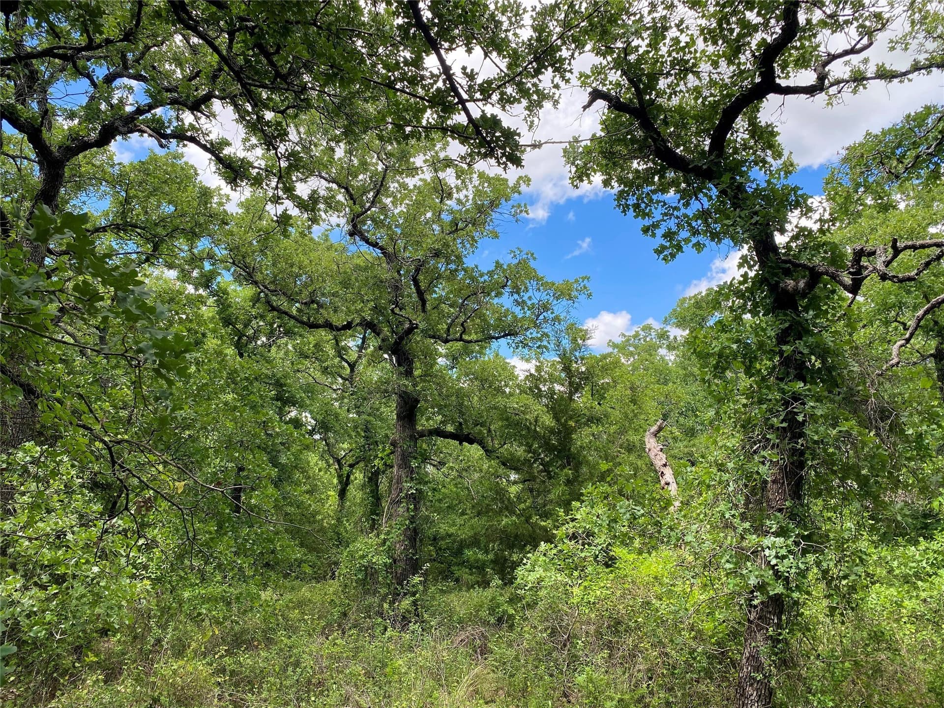 1.51 acres in Montague County - photo 5