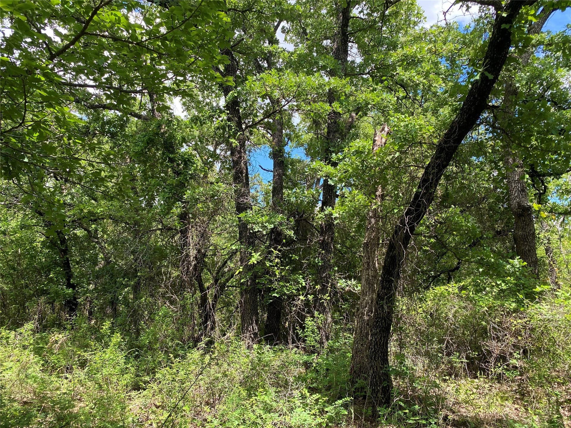 1.51 acres in Montague County - photo 6