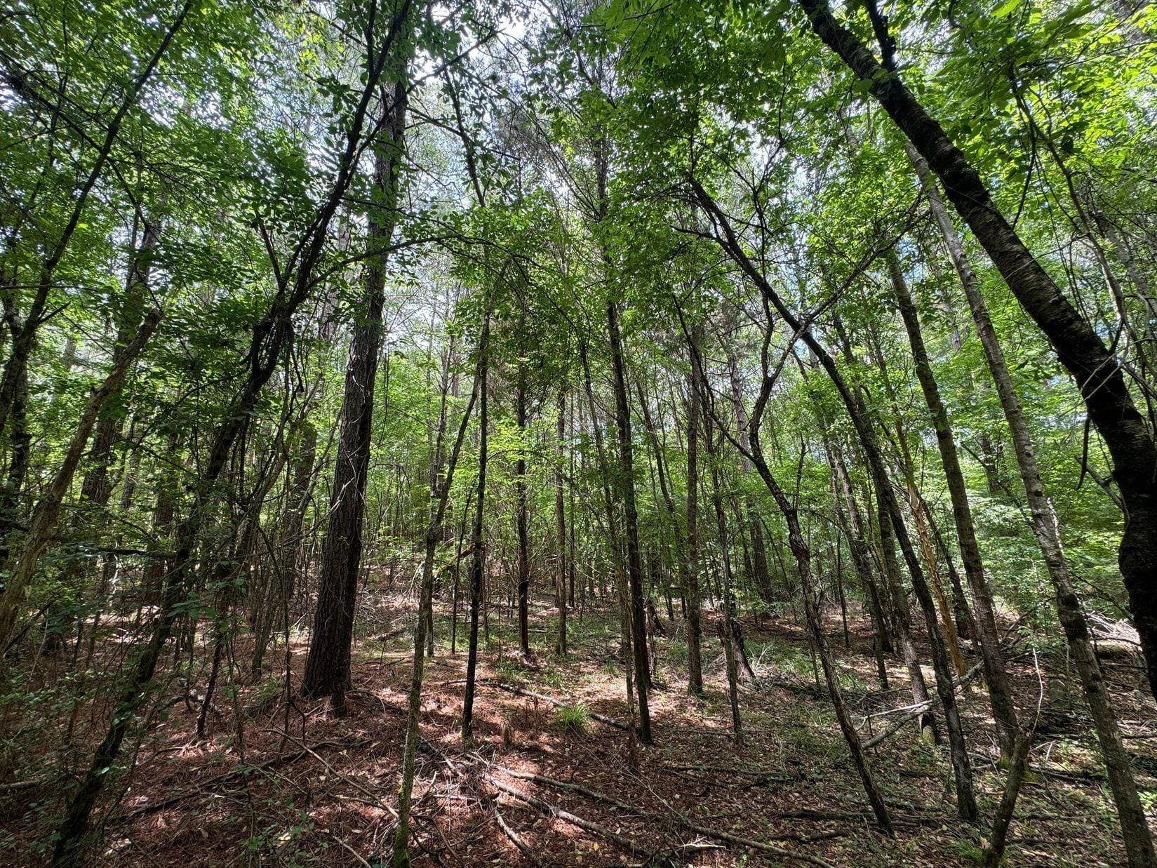 8.6 acres in Marion County - photo 8