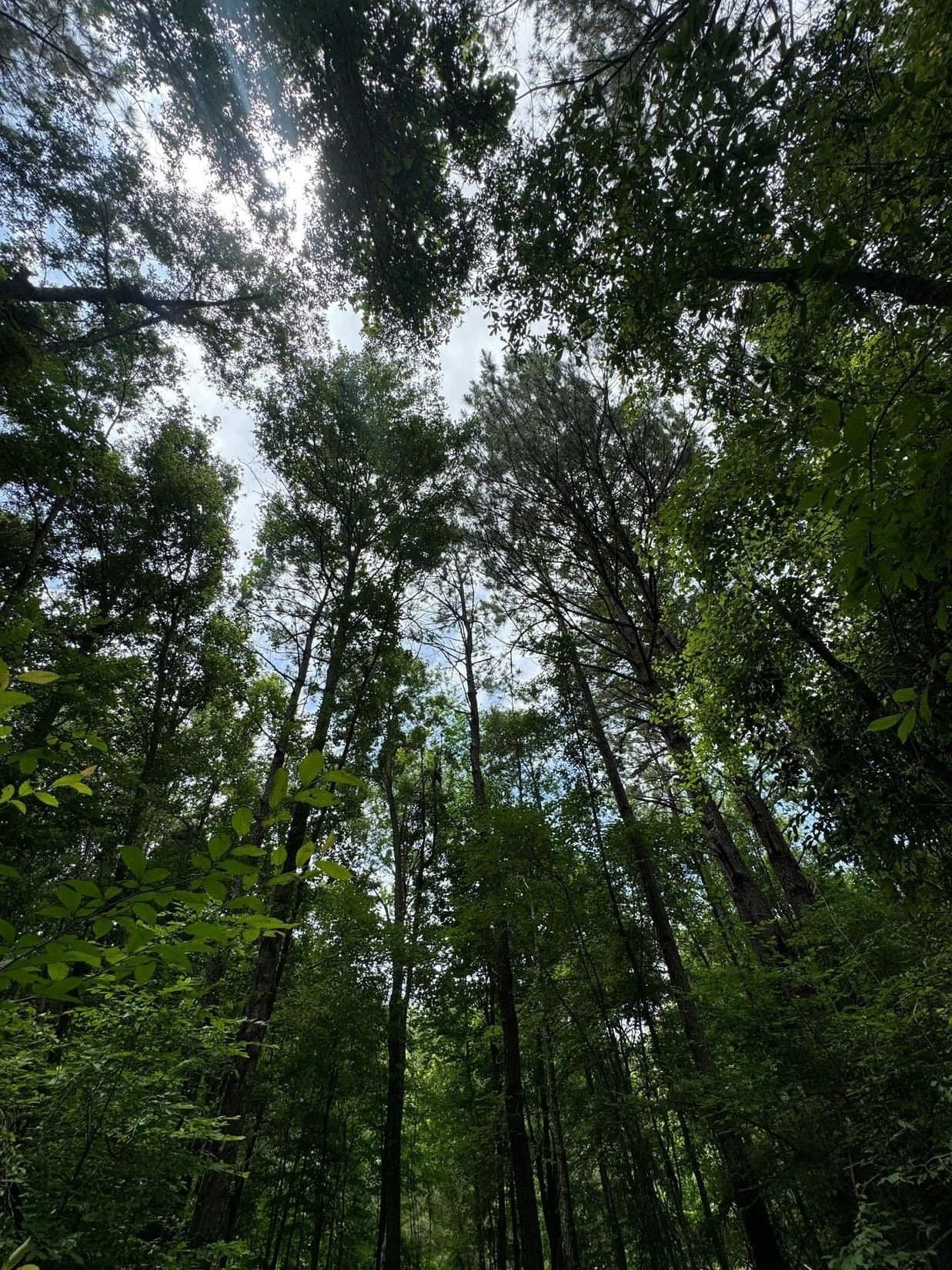 8.6 acres in Marion County - photo 10