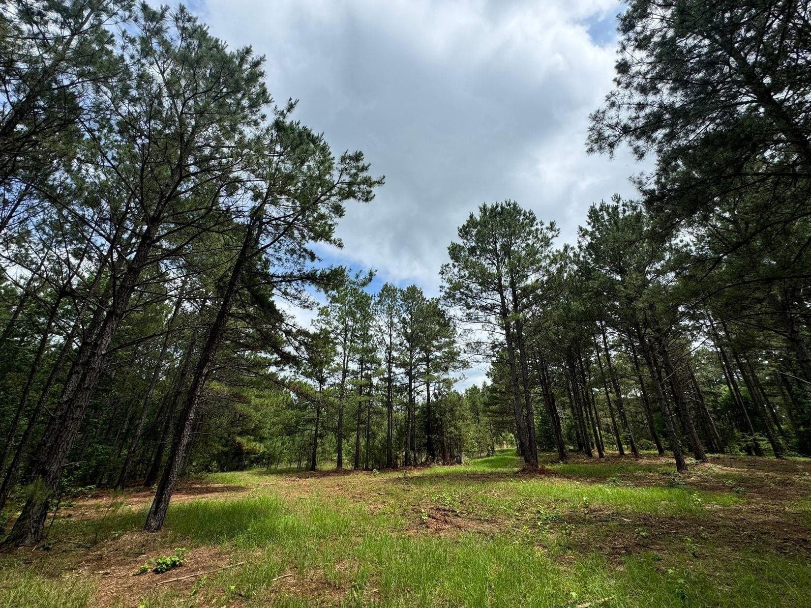 8.6 acres in Marion County gallery image 4