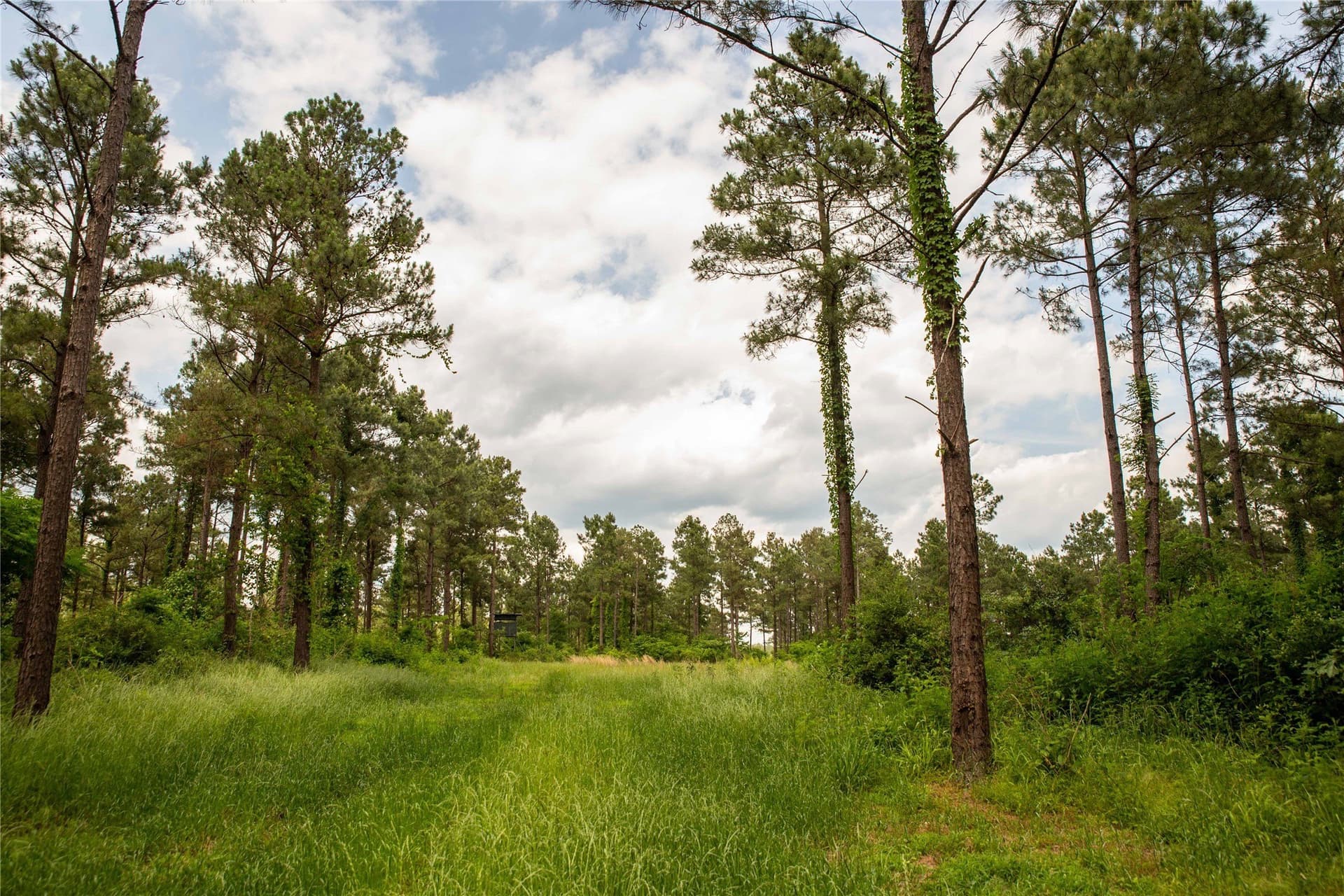 579 acres in Cass County - photo 31