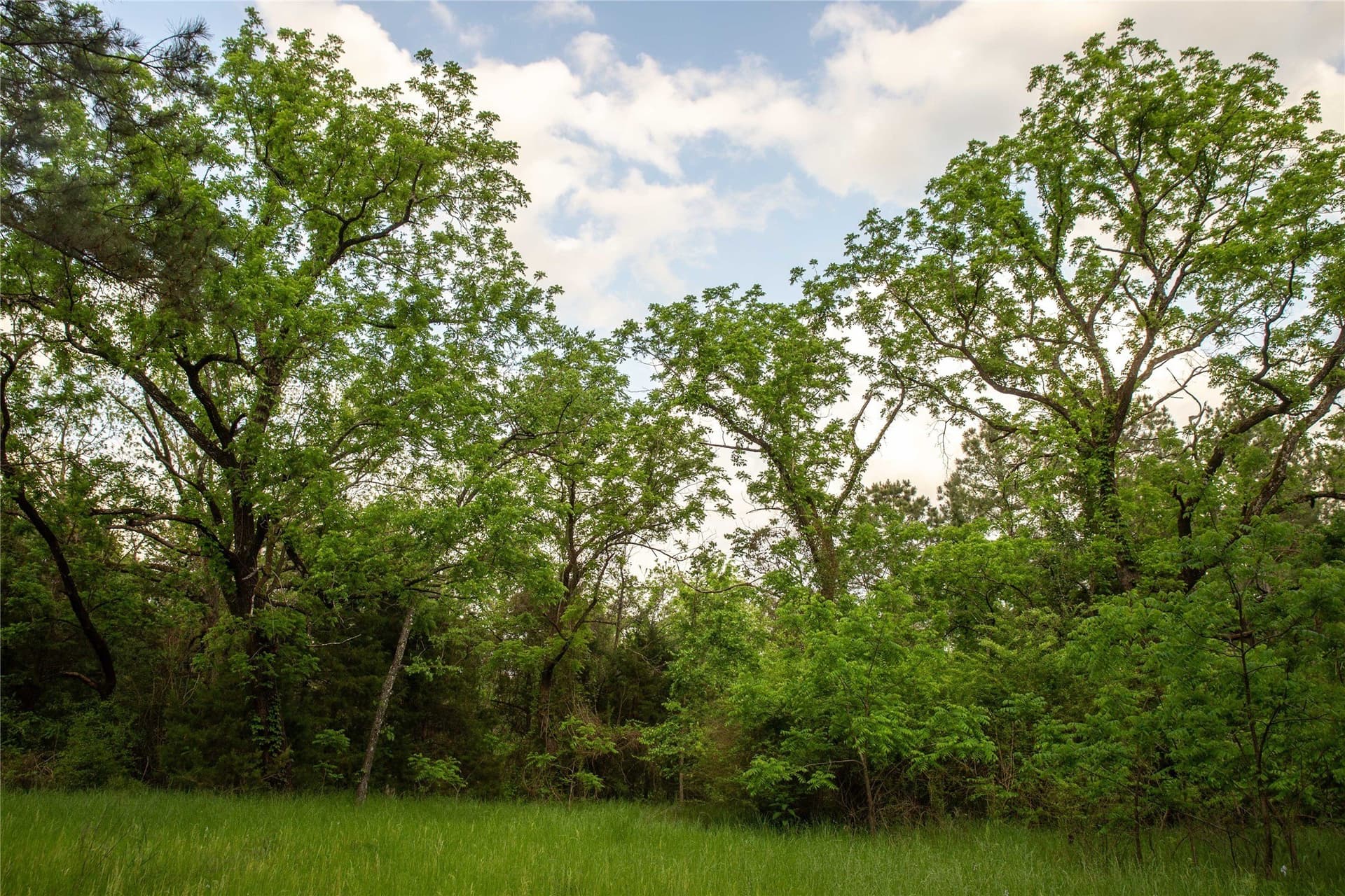 579 acres in Cass County - photo 32