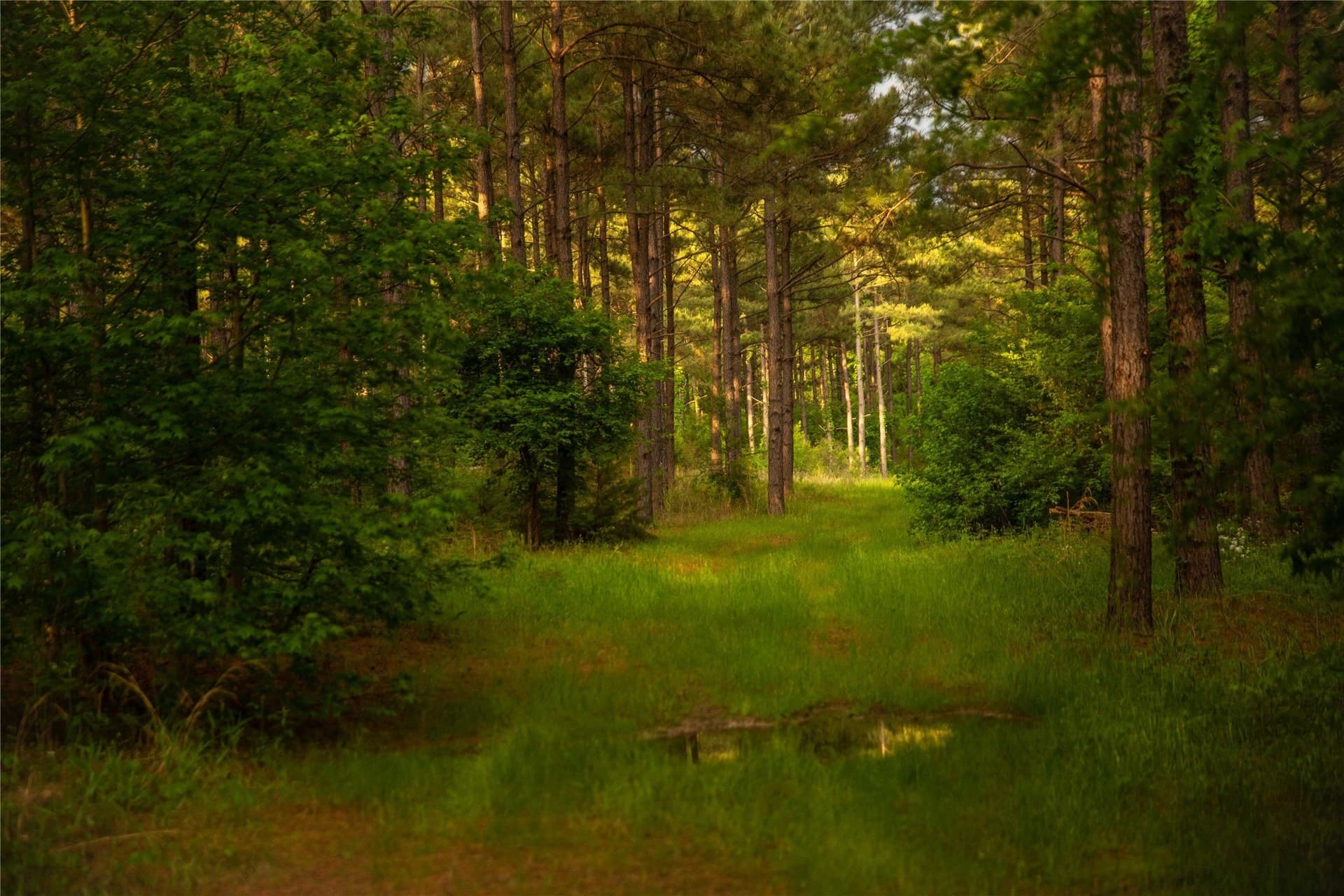 579 acres in Cass County - photo 4