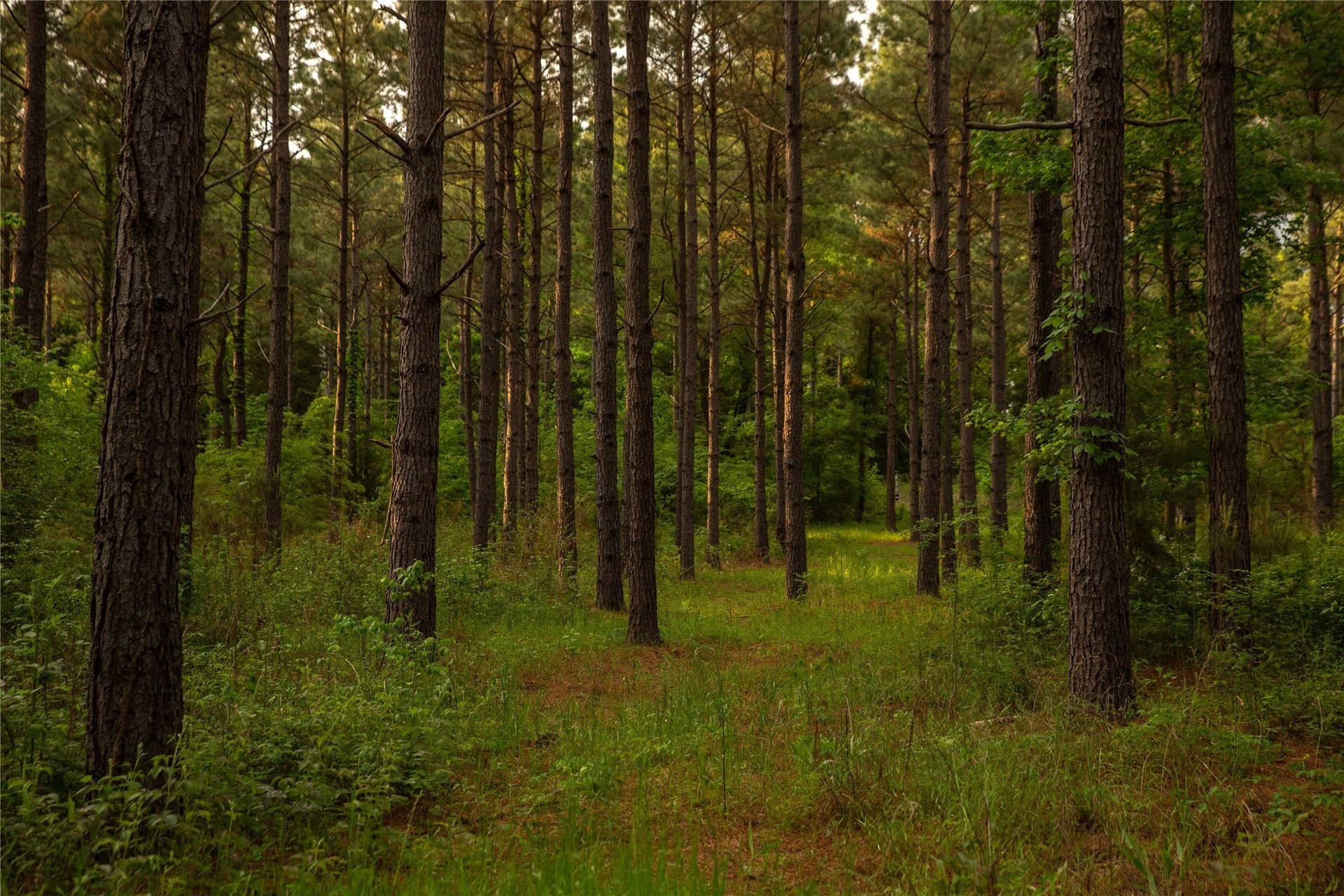 579 acres in Cass County - photo 30