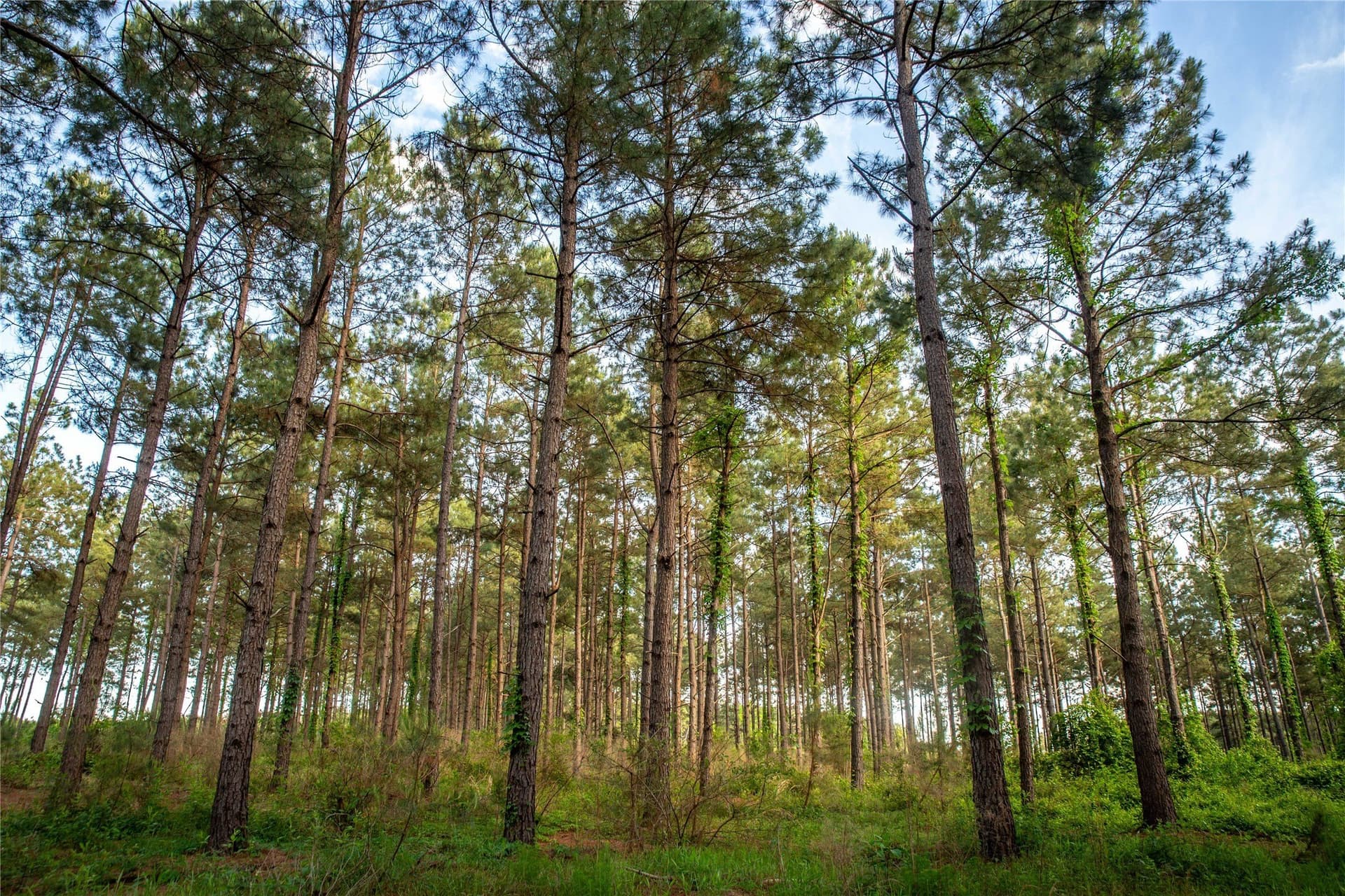 579 acres in Cass County - photo 9