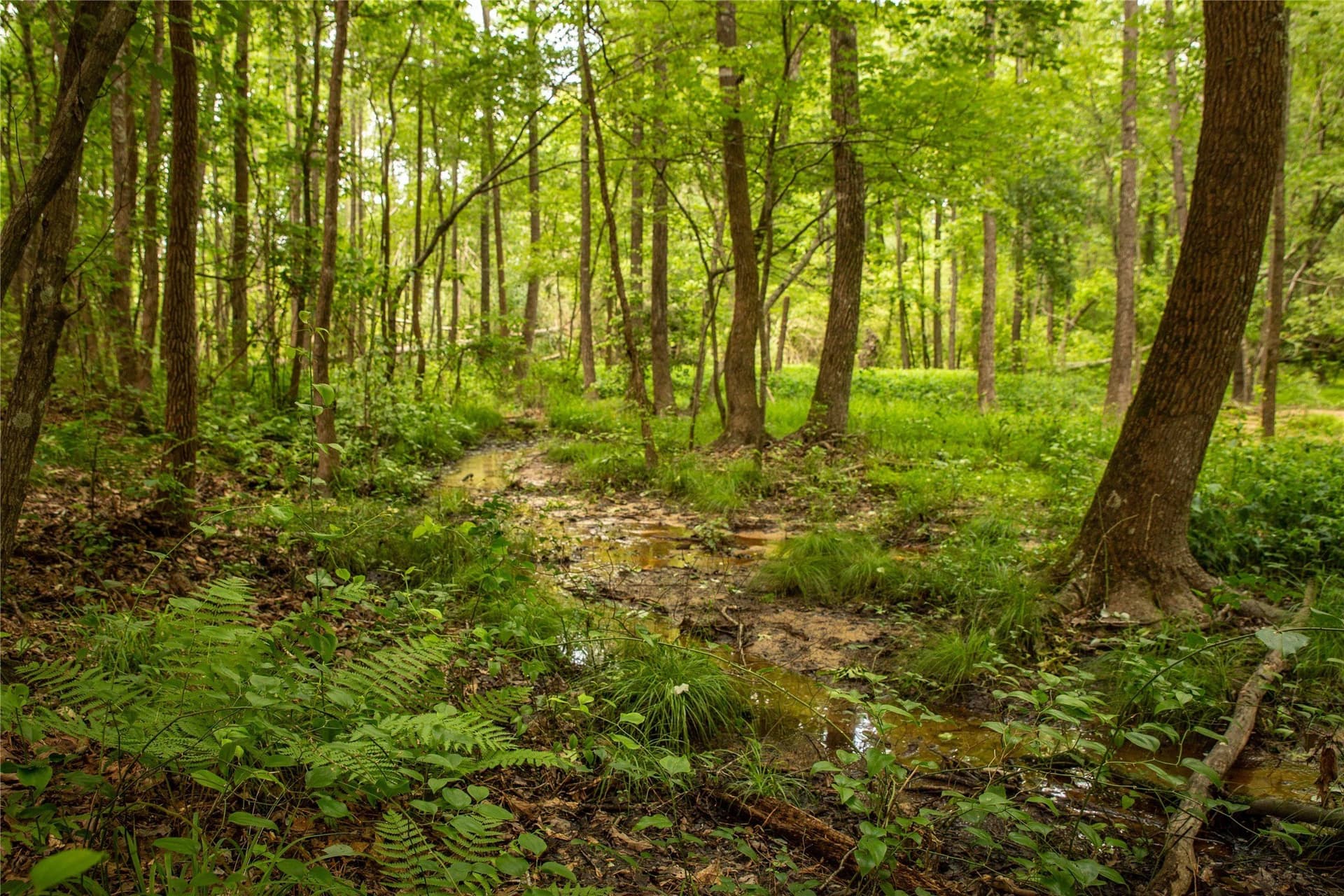 579 acres in Cass County - photo 6