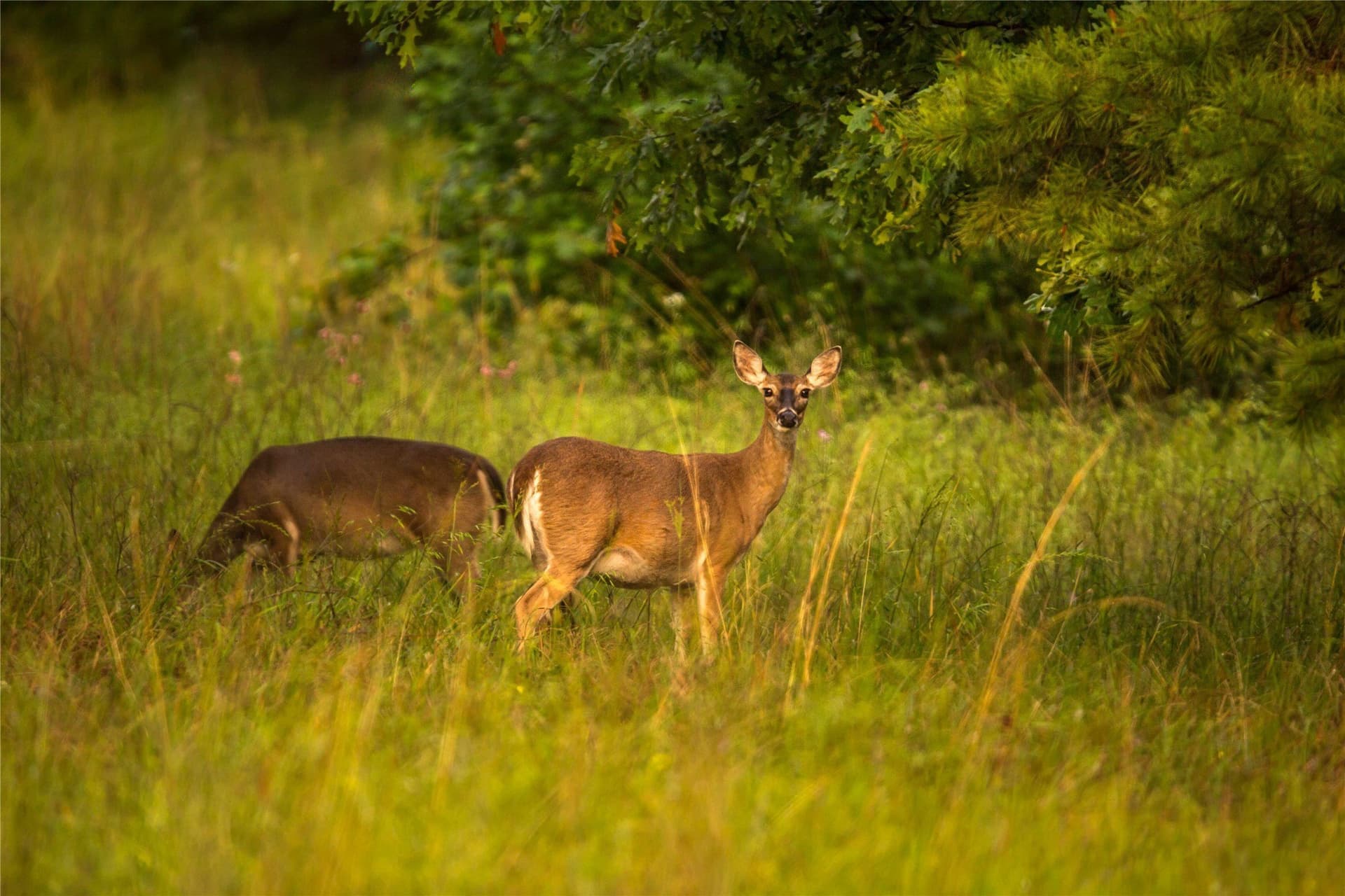 579 acres in Cass County - photo 2