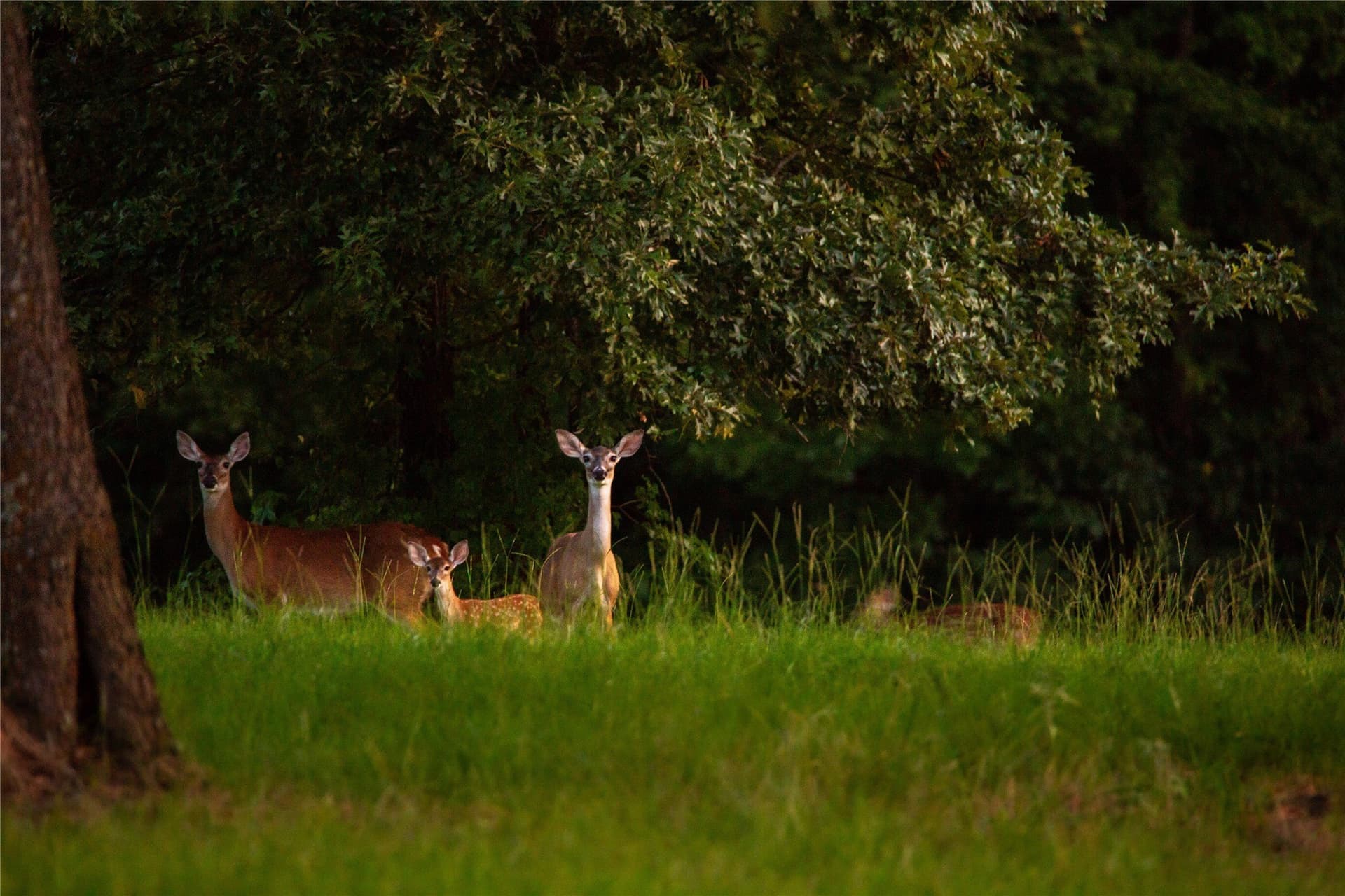 579 acres in Cass County - photo 40