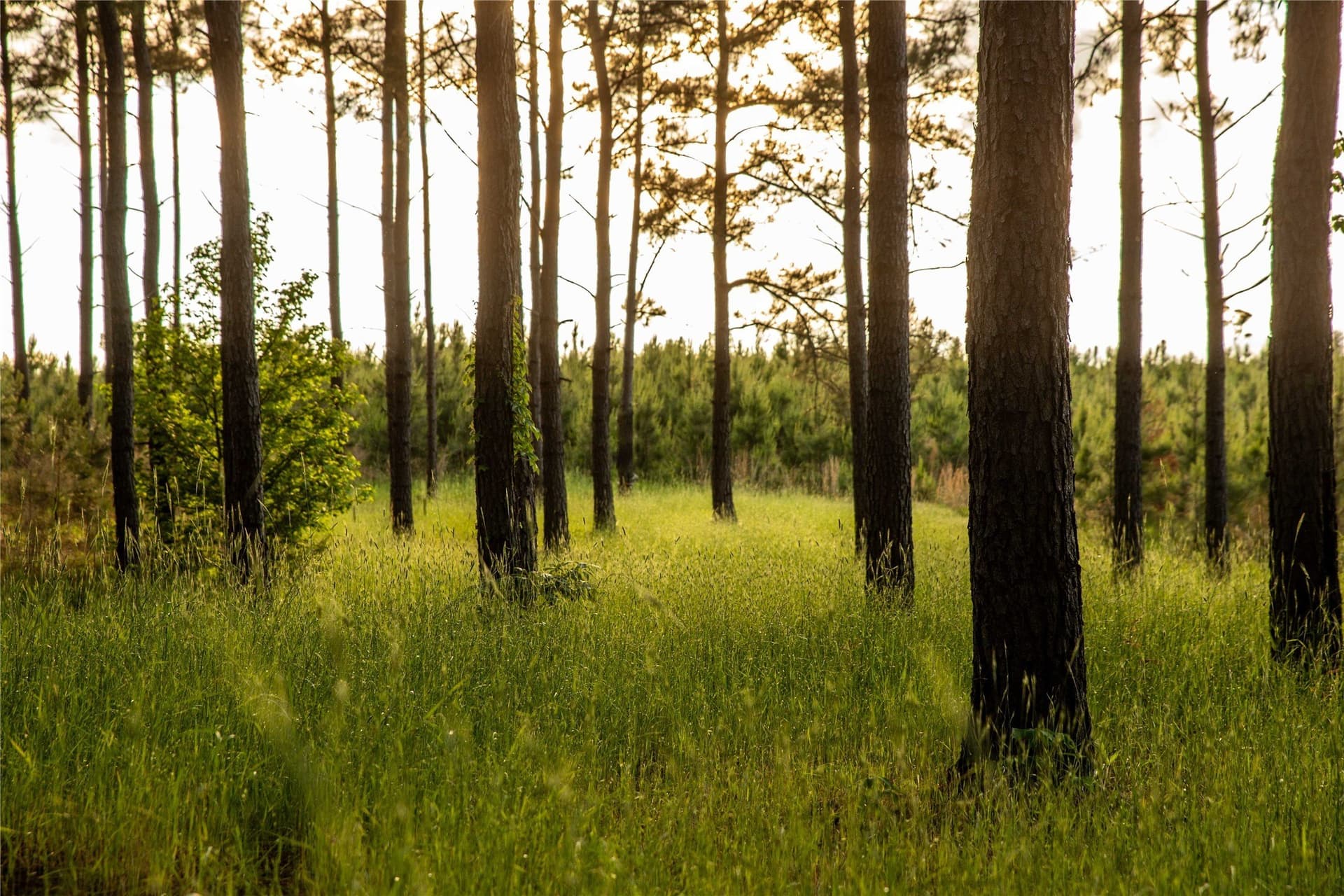 579 acres in Cass County - photo 39