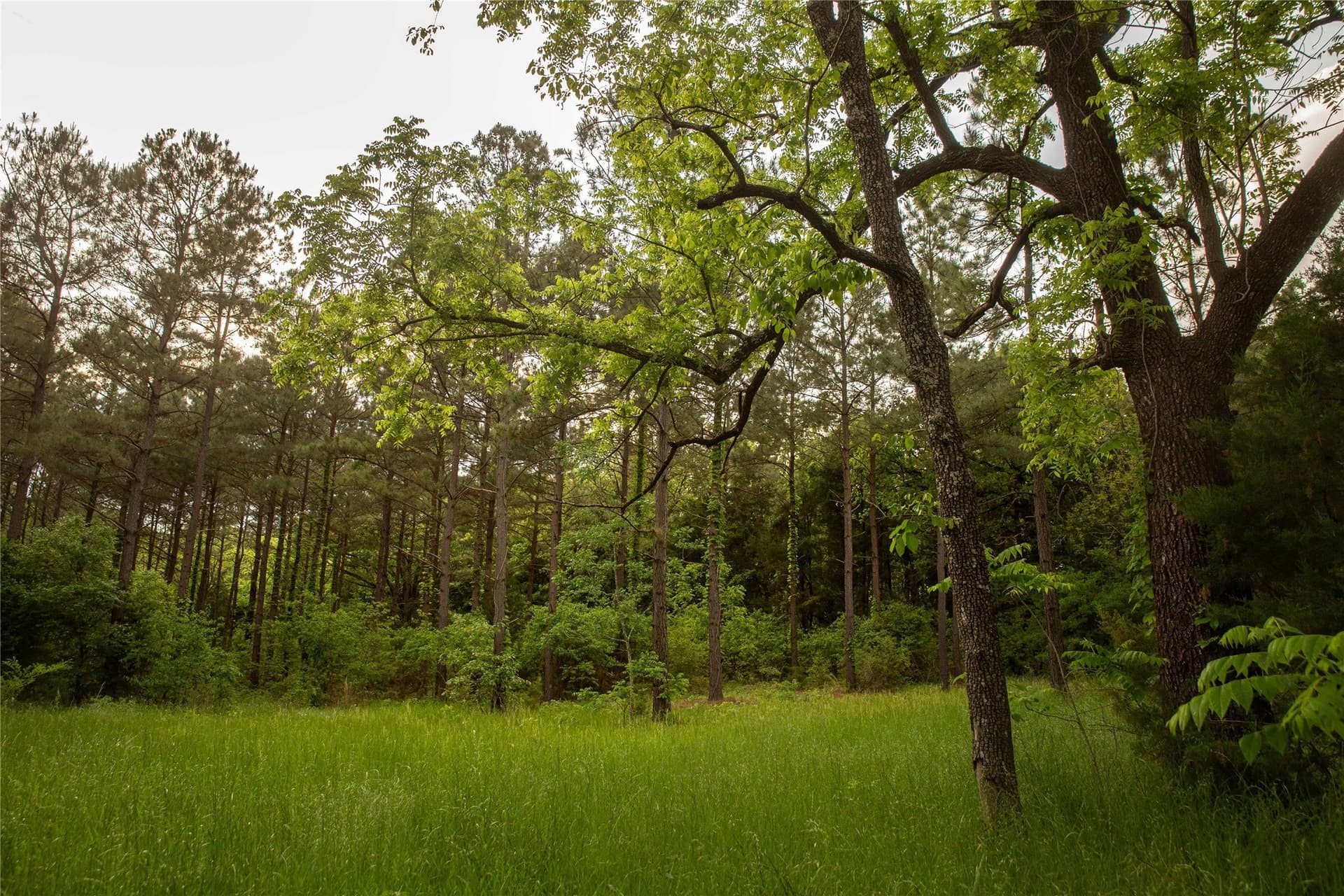 579 acres in Cass County - photo 11