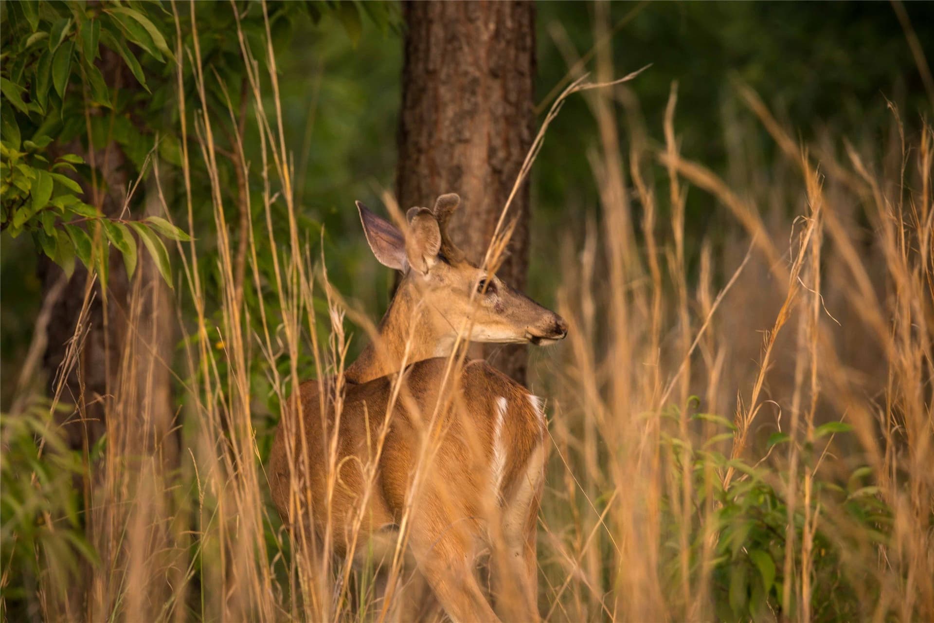 579 acres in Cass County - photo 36